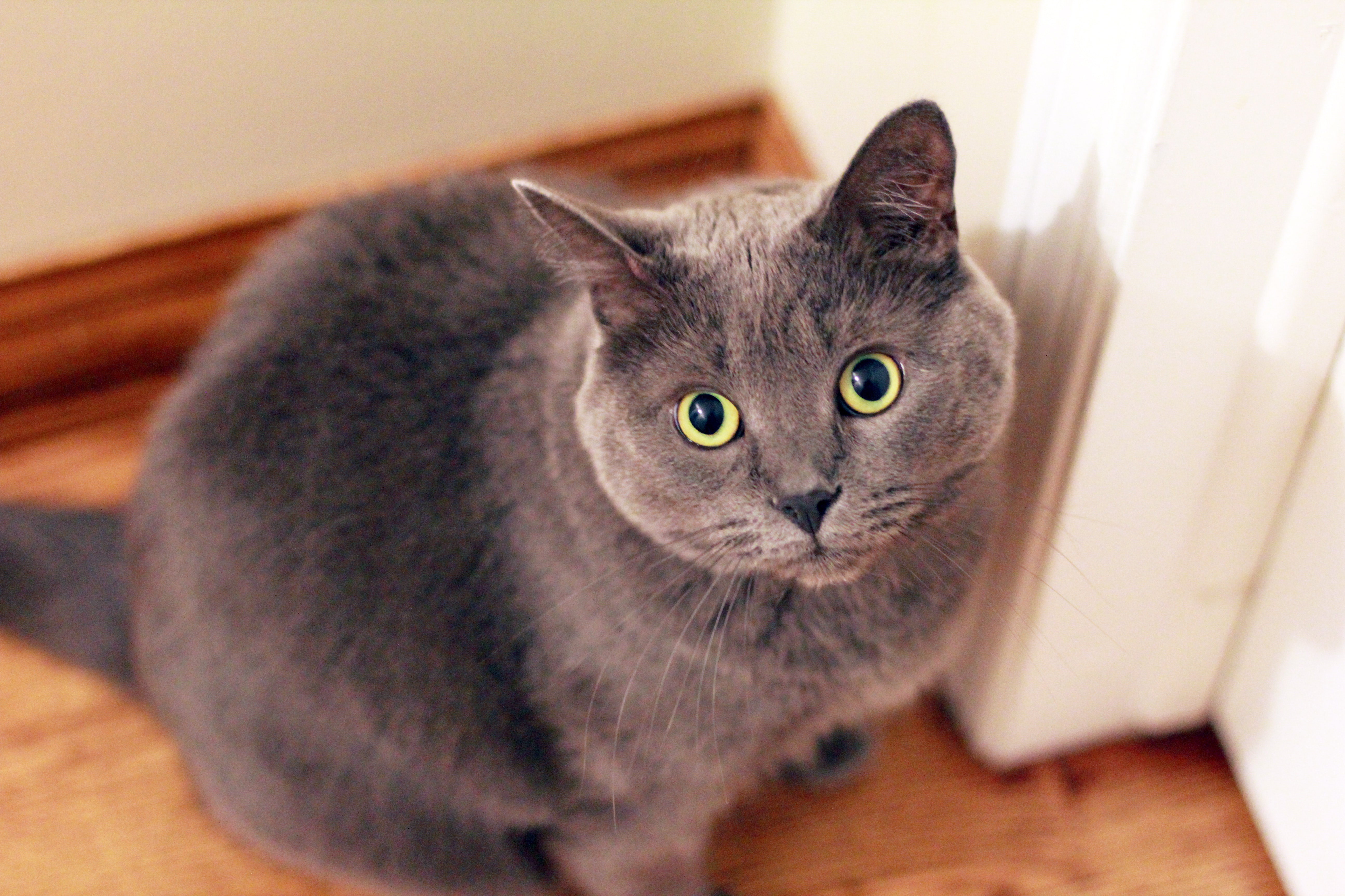 Gray short-fur cat near white door photo