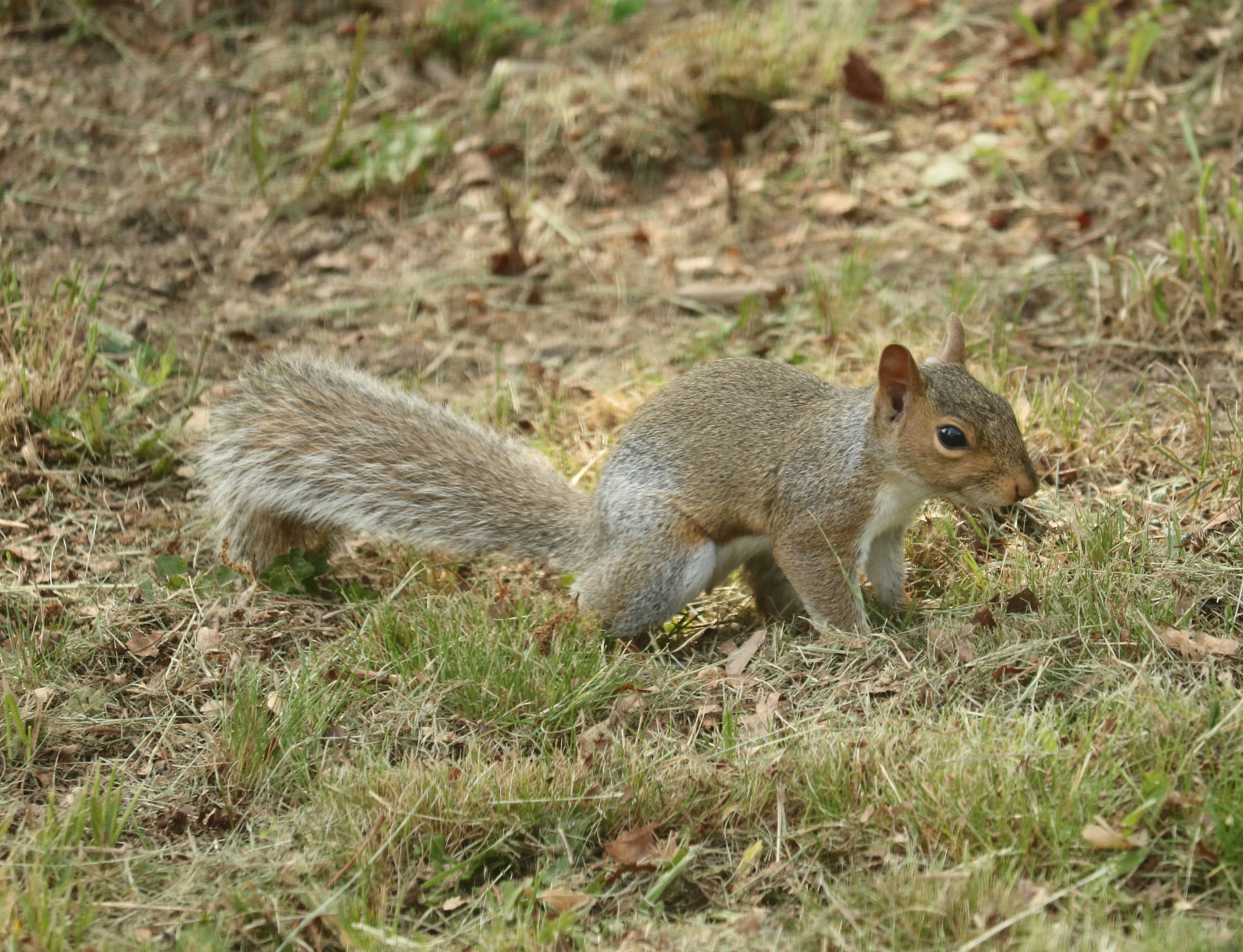 Gray squirrel photo