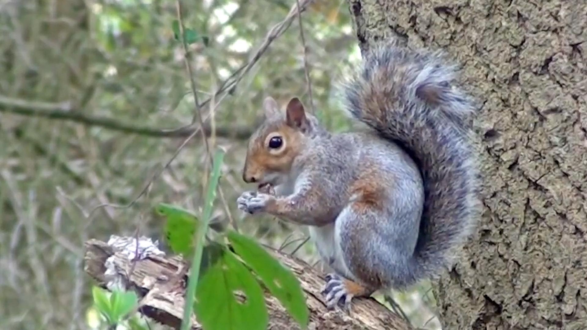 Gray Squirrel *** - YouTube