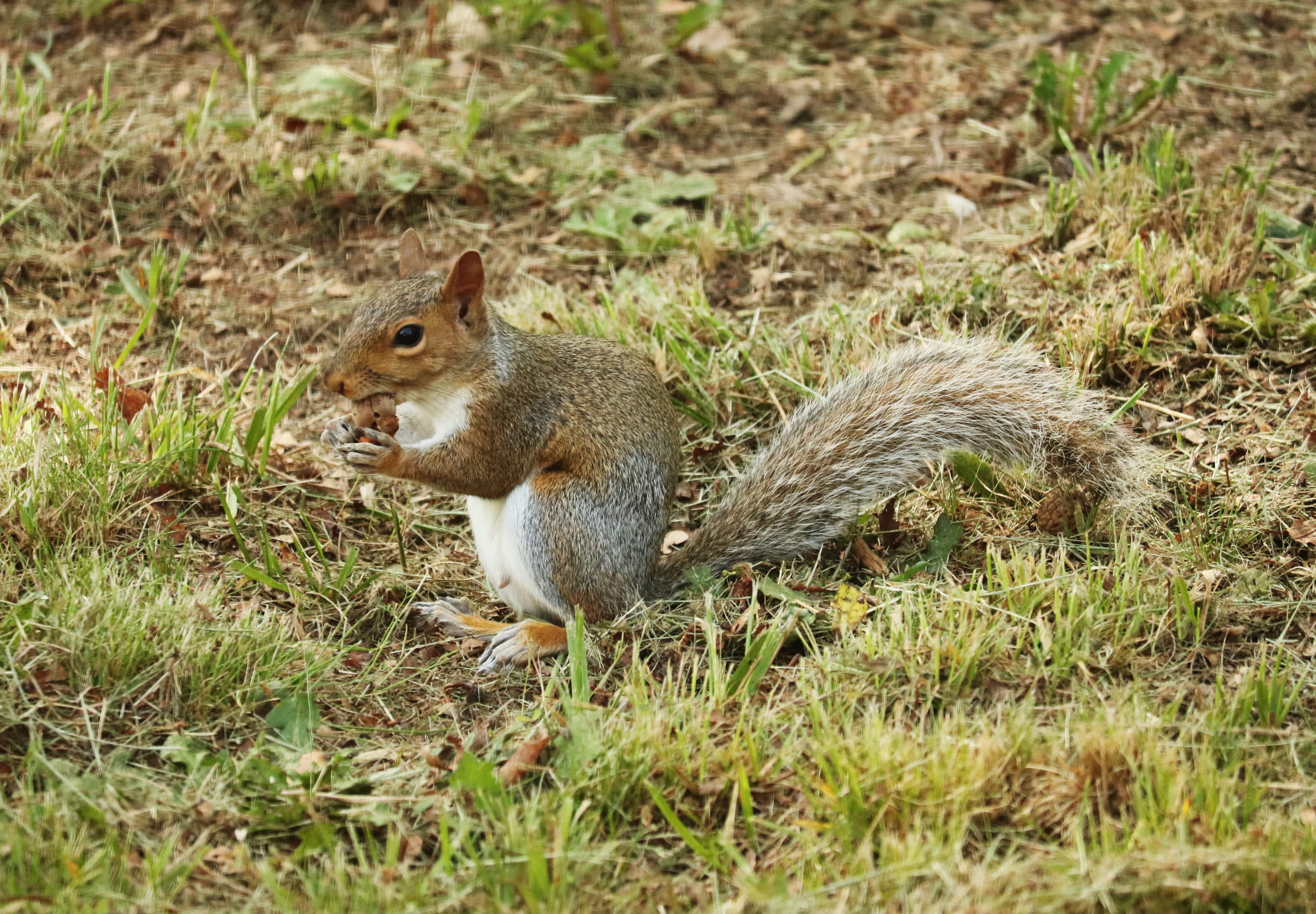Gray squirrel photo