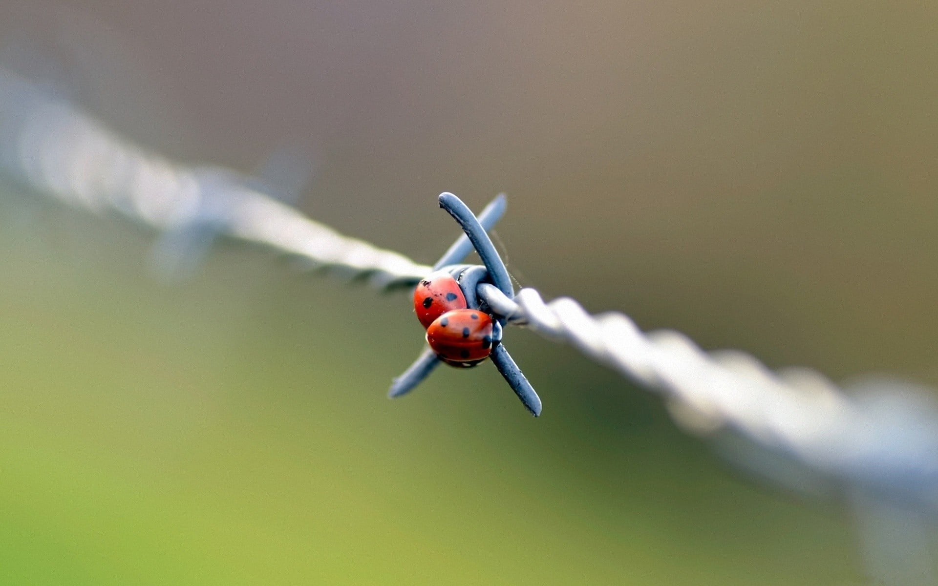 Focus photo of two red Ladybugs perched on gray steel barbwire HD ...