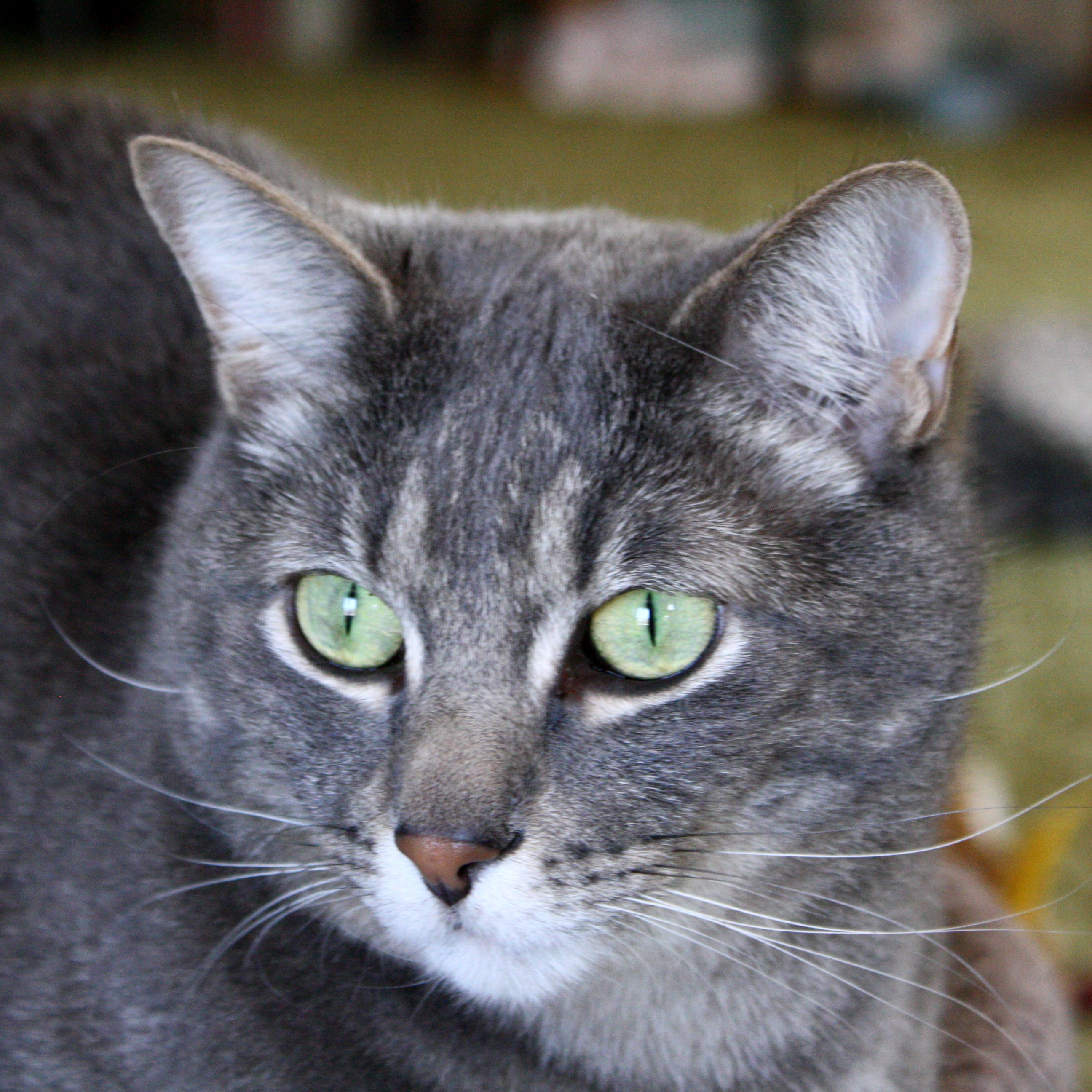 Серая кошка с черными пятнами. Сибирская короткошерстная кошка серая. Сибирский голубая кошка короткошерстная. Европейская голубая короткошерстная кошка. Европейская короткошерстная кошка серая.