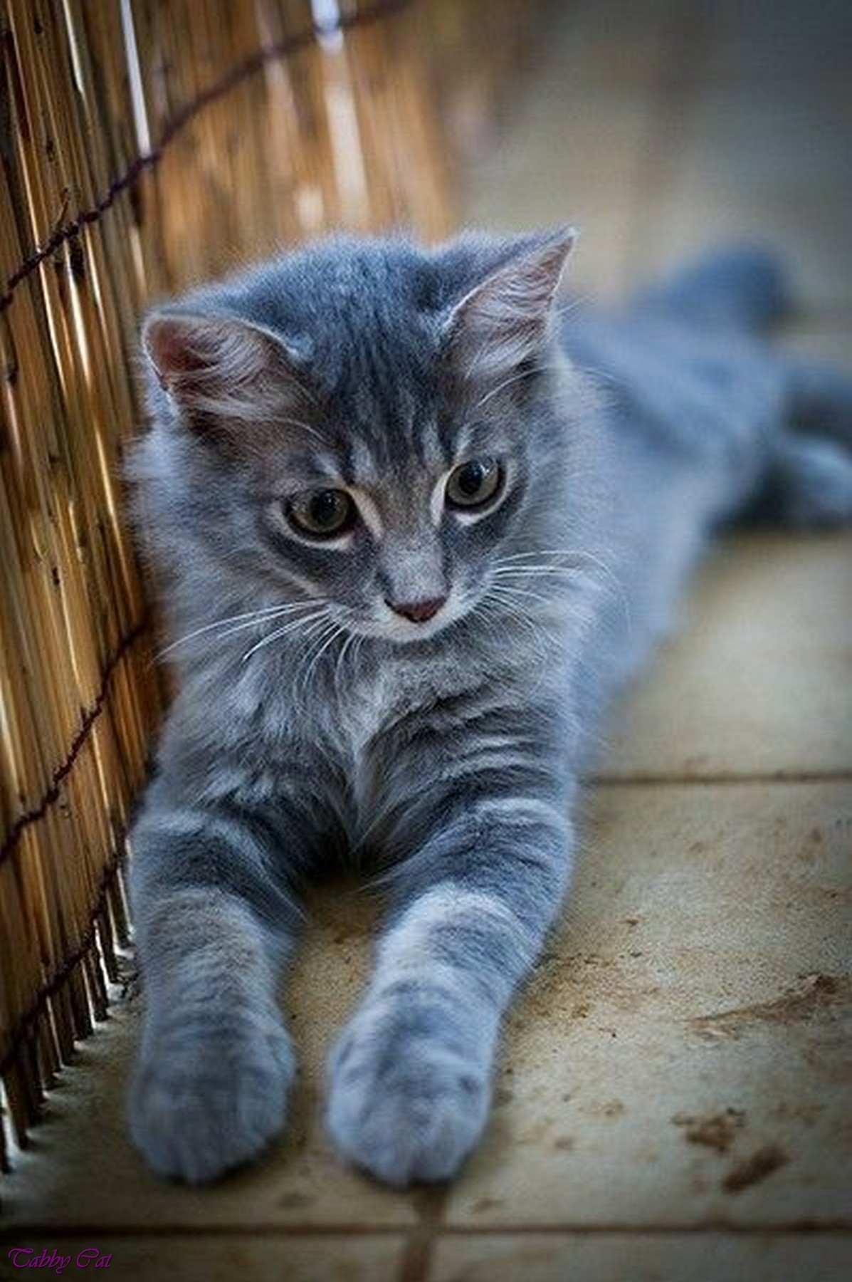 Image - Grey-tabby-cat-with-blue-eyes-fluffy-orange-tabby-cat-black ...
