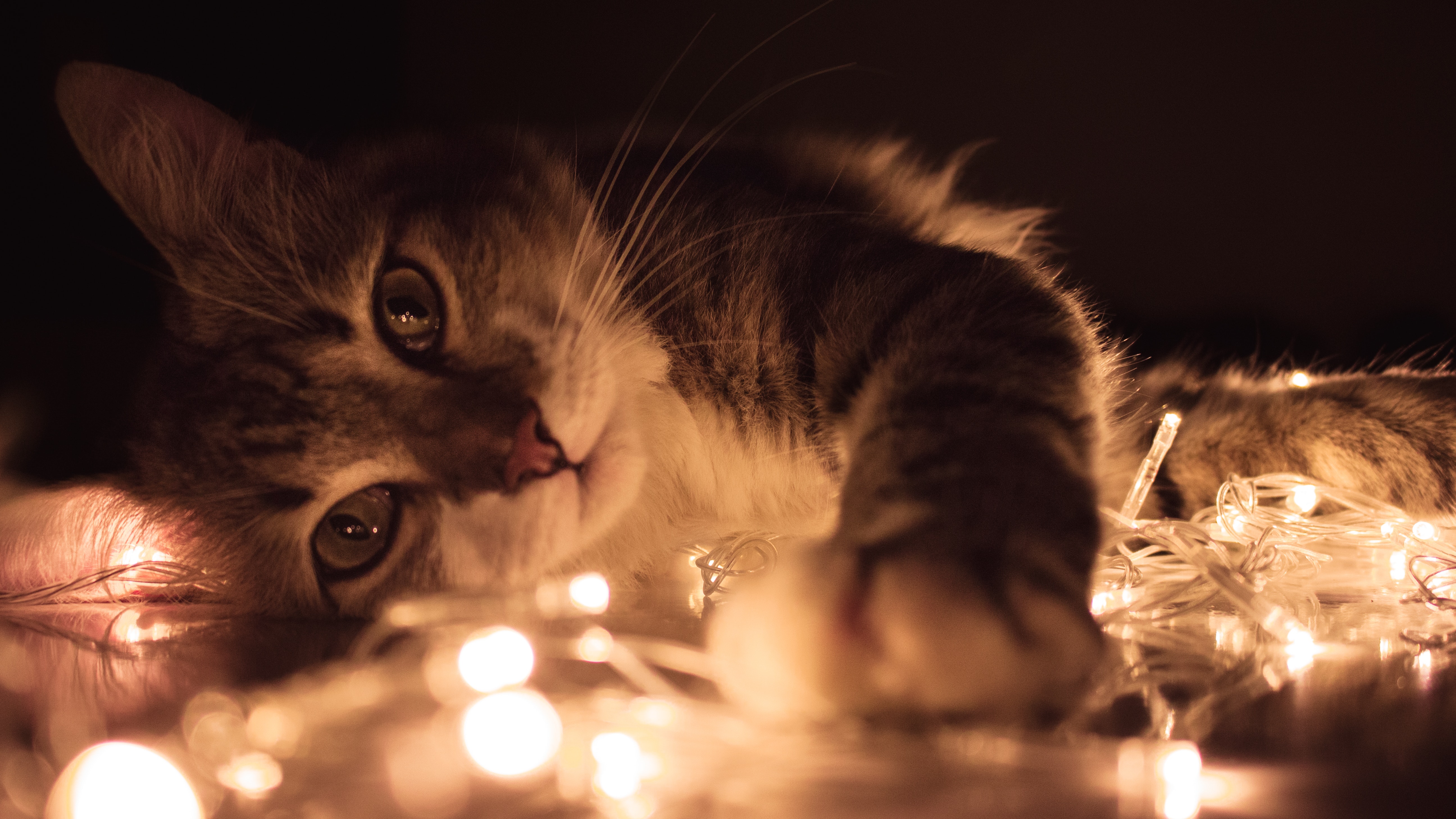Gray tabby cat lying on white string lights photo