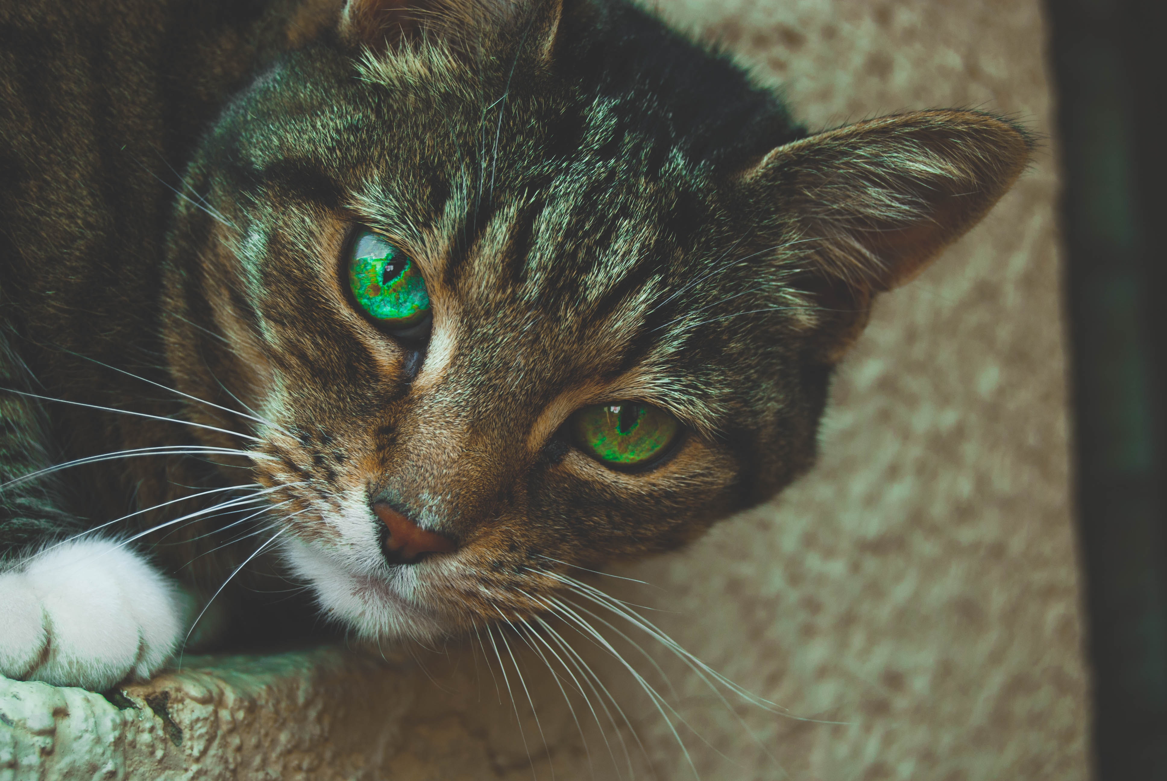 Gray tabby cat with green eyes photo