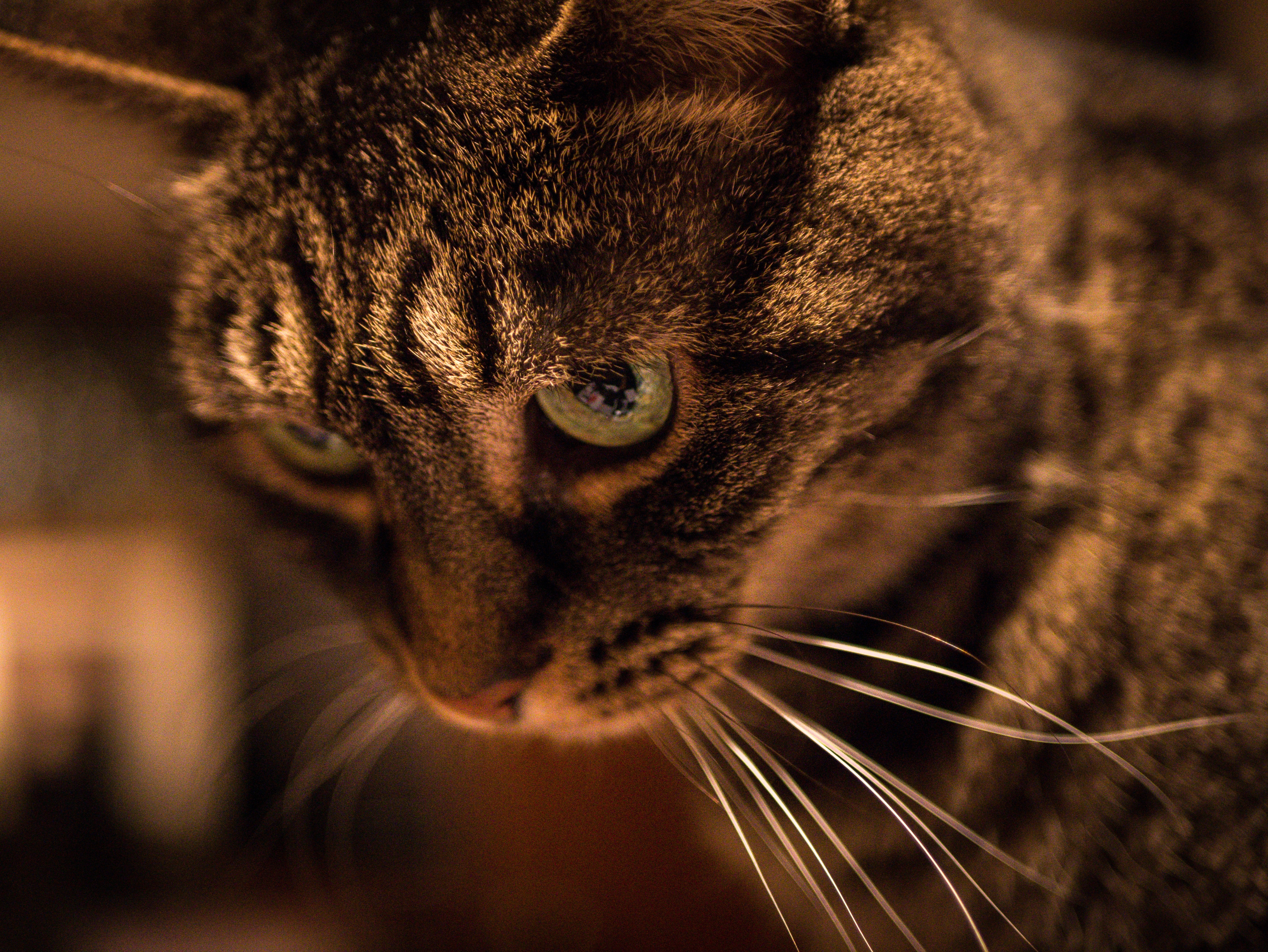 Gray tabby cat photo
