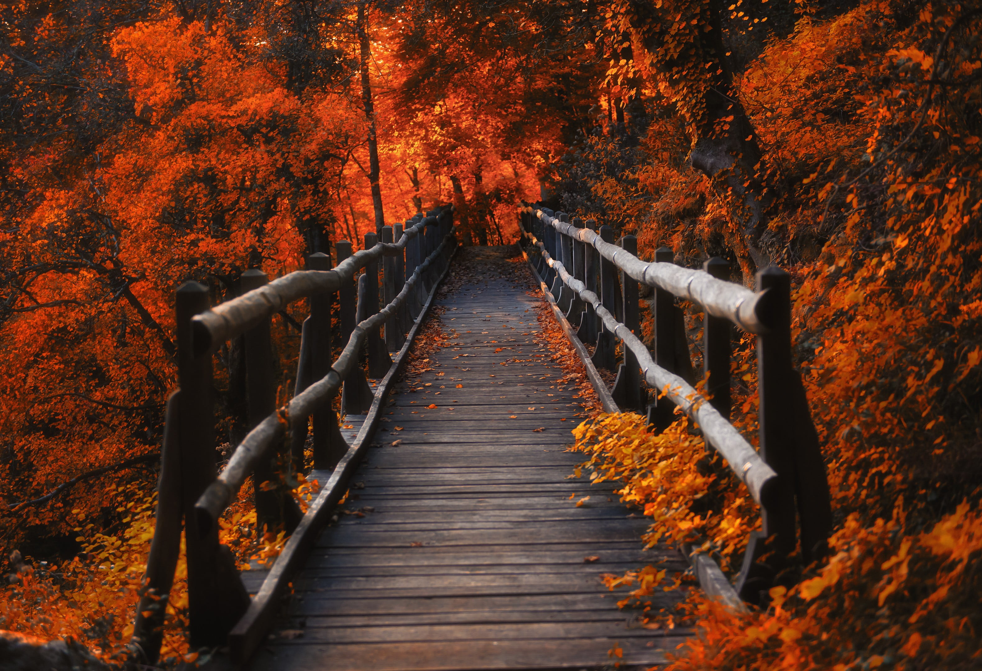 Photo of gray wooden bridge between trees HD wallpaper | Wallpaper Flare
