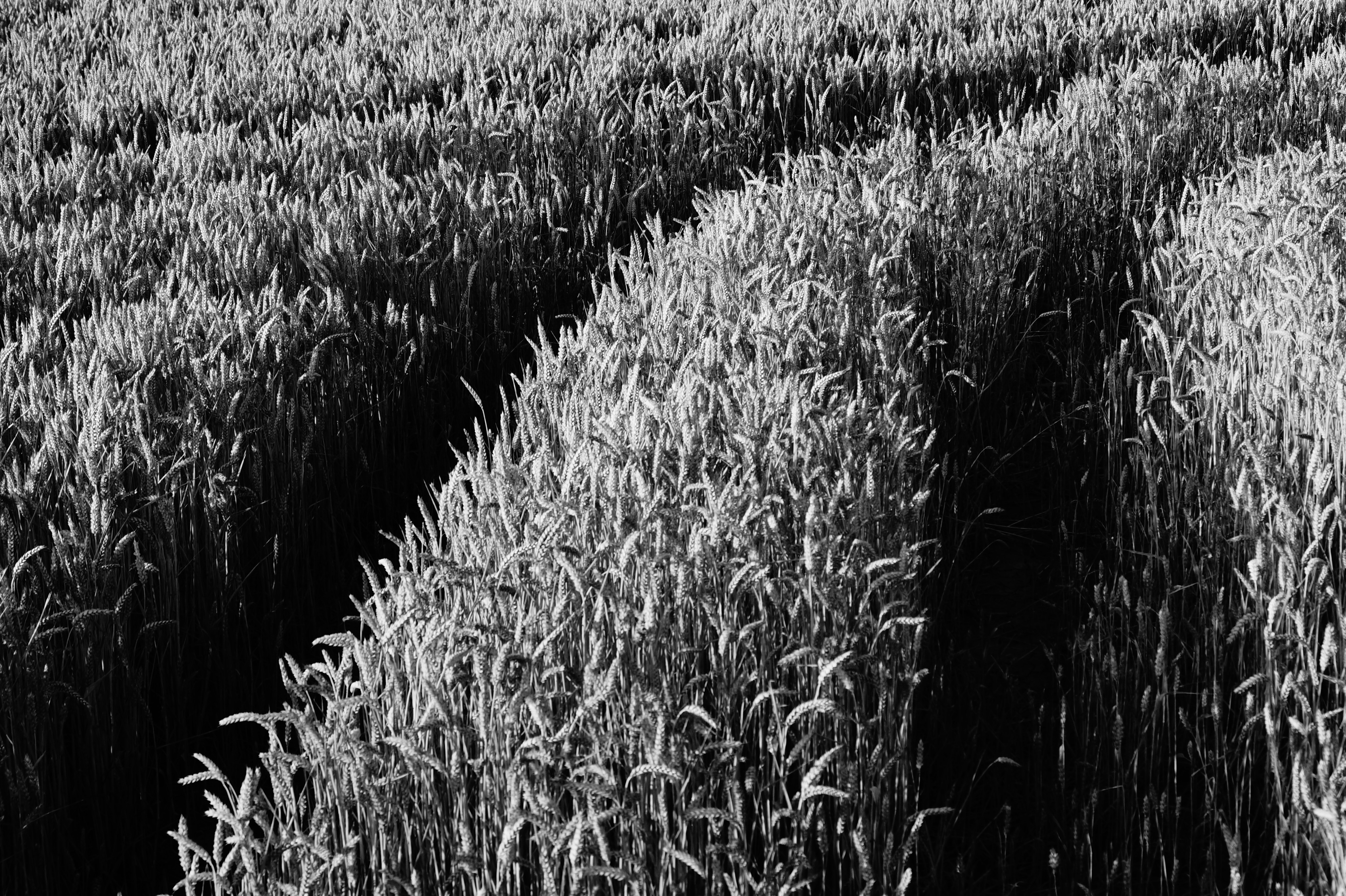 Grayscale corn fields during daytime photo