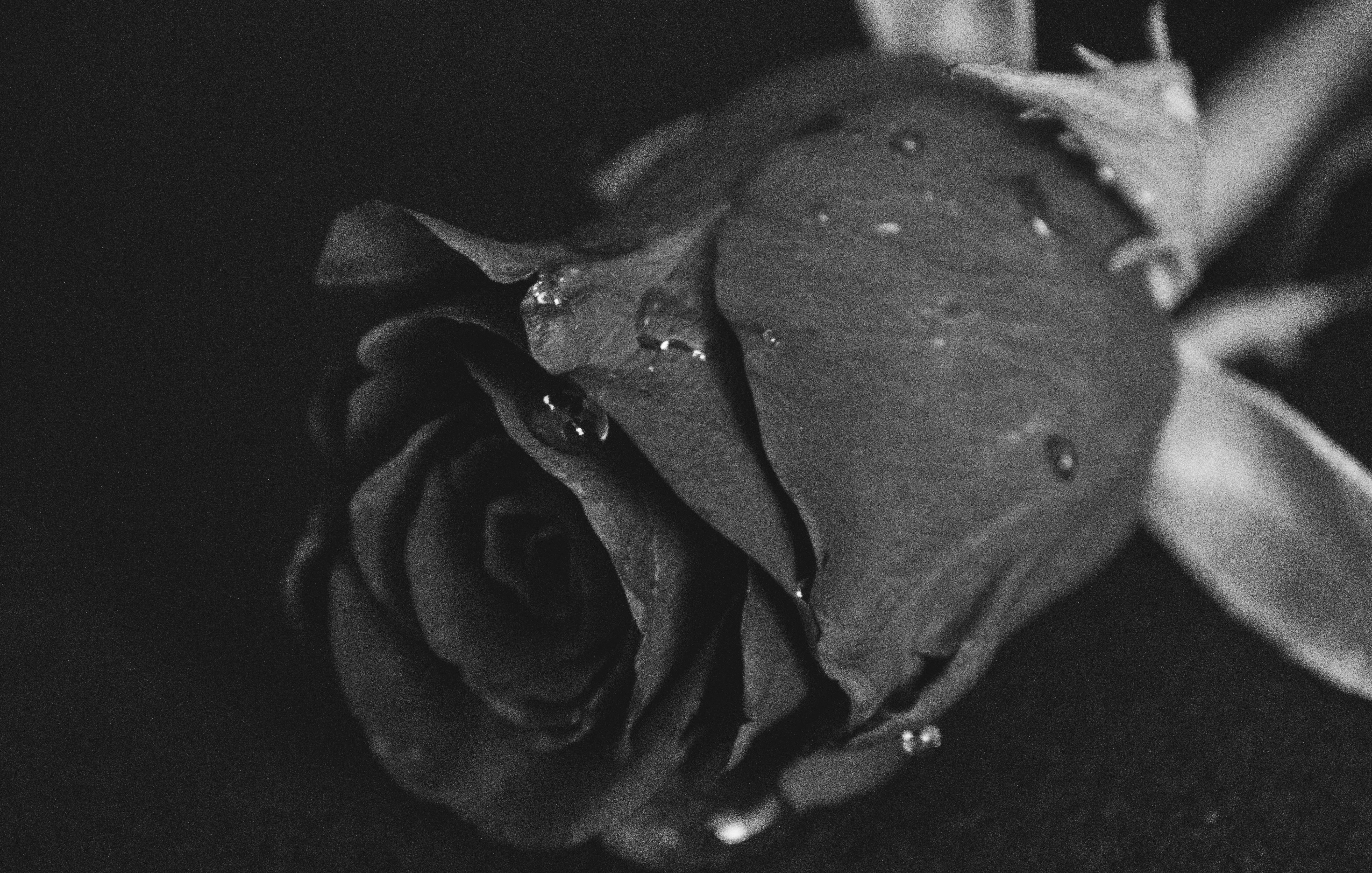 Grayscale macro photography of rose