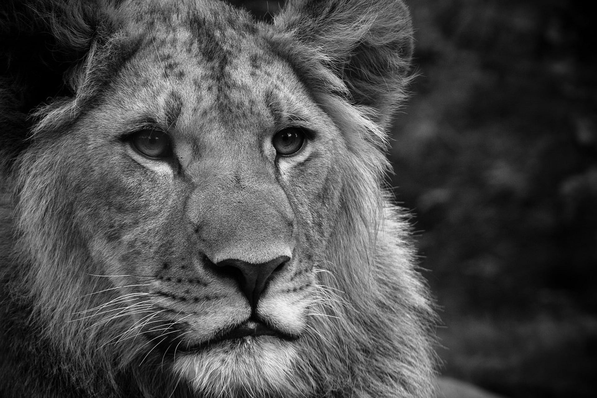 Grayscale photo of lion HD wallpaper | Wallpaper Flare