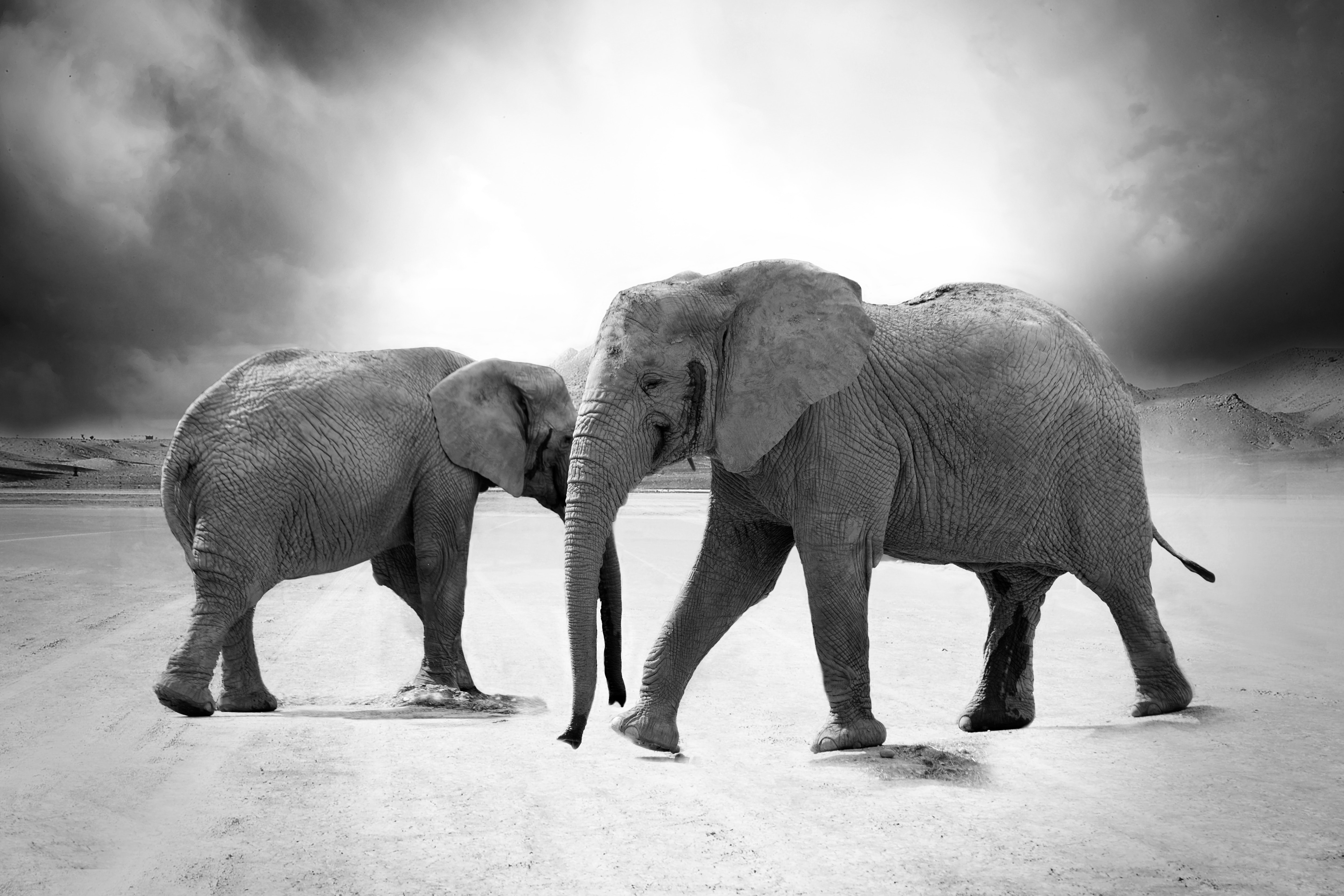 Grayscale photo of 2 elephants