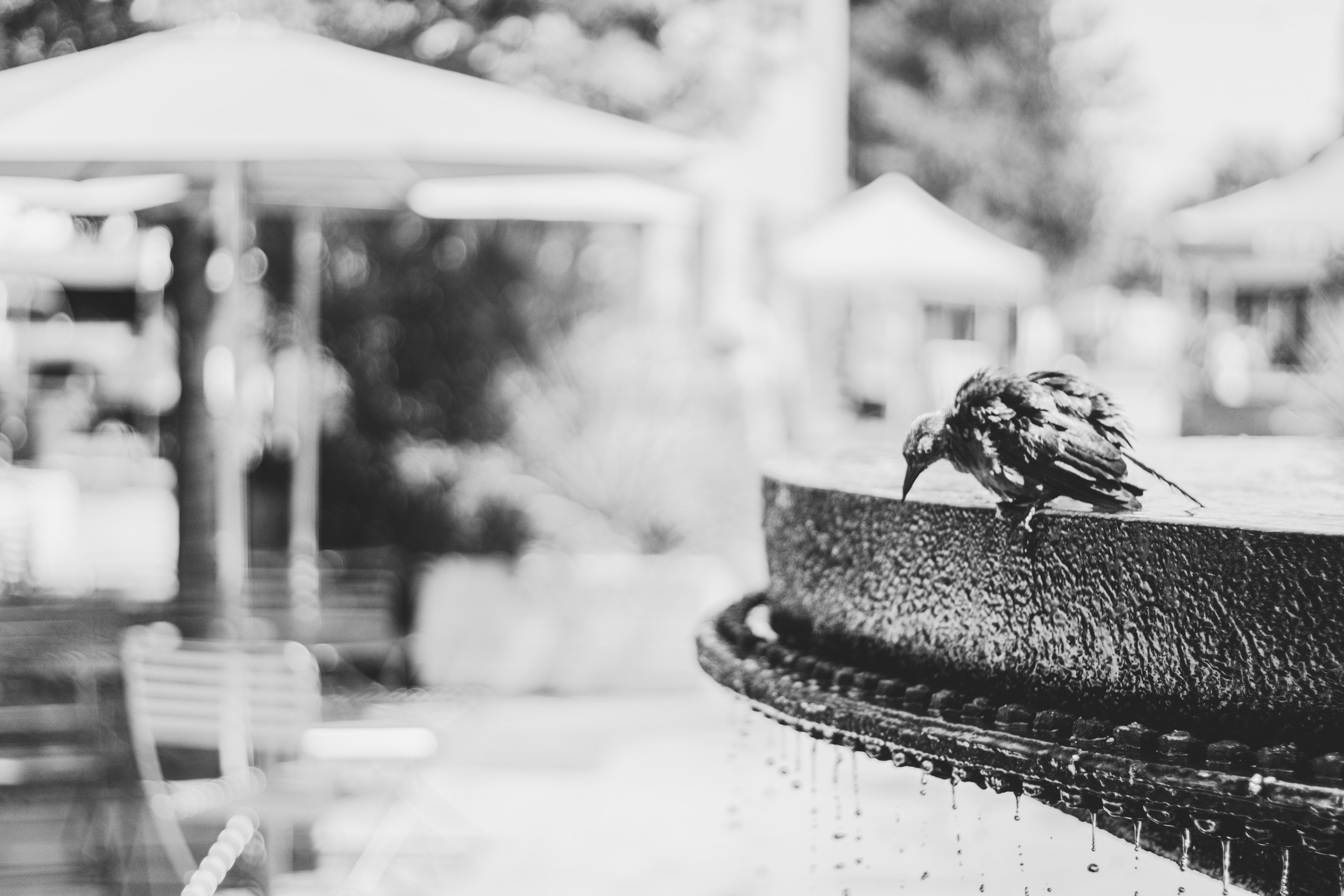 Grayscale photo of bird on water fountain
