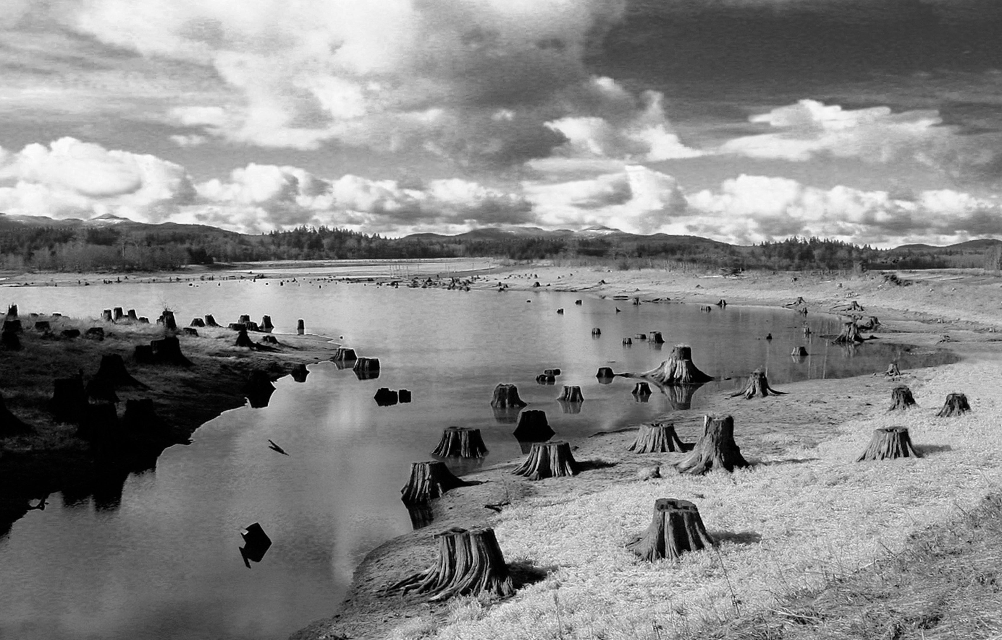 Free Photo Grayscale Photo Of Cut Down Trees Black and white Clouds 