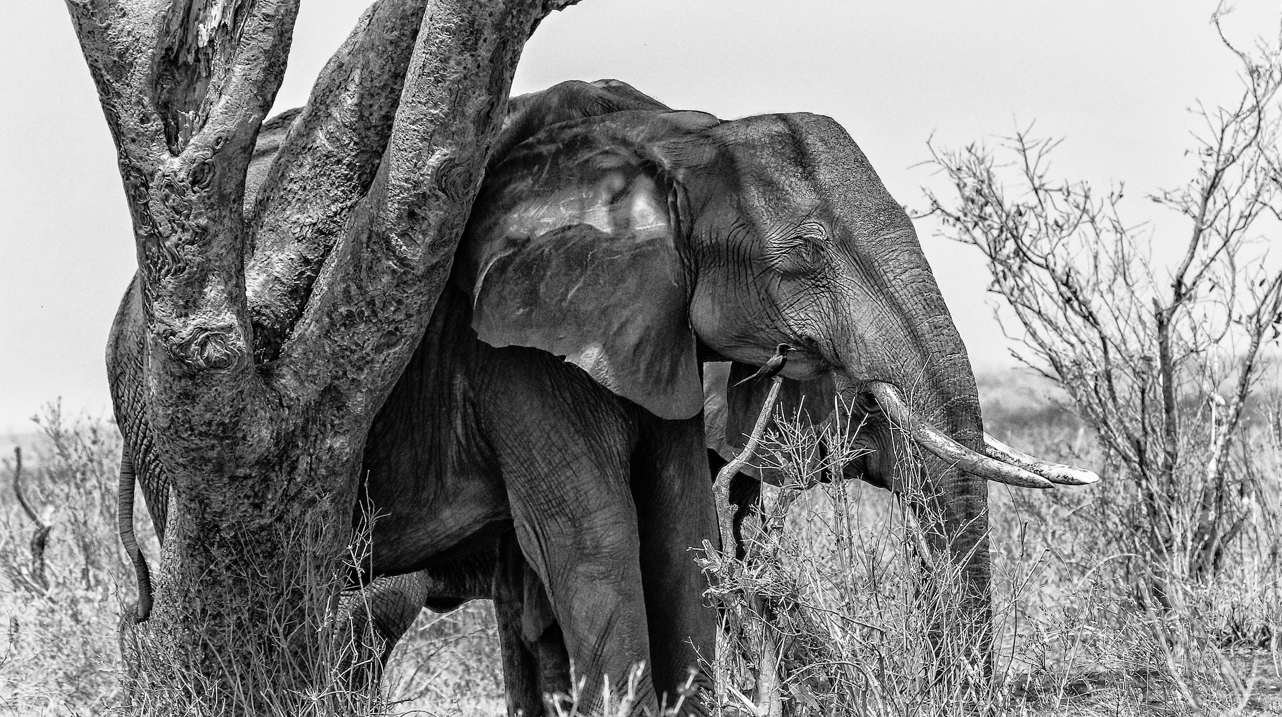 Grayscale Photo of Elephant, Animal photography, Large, Wild, Trees, HQ Photo