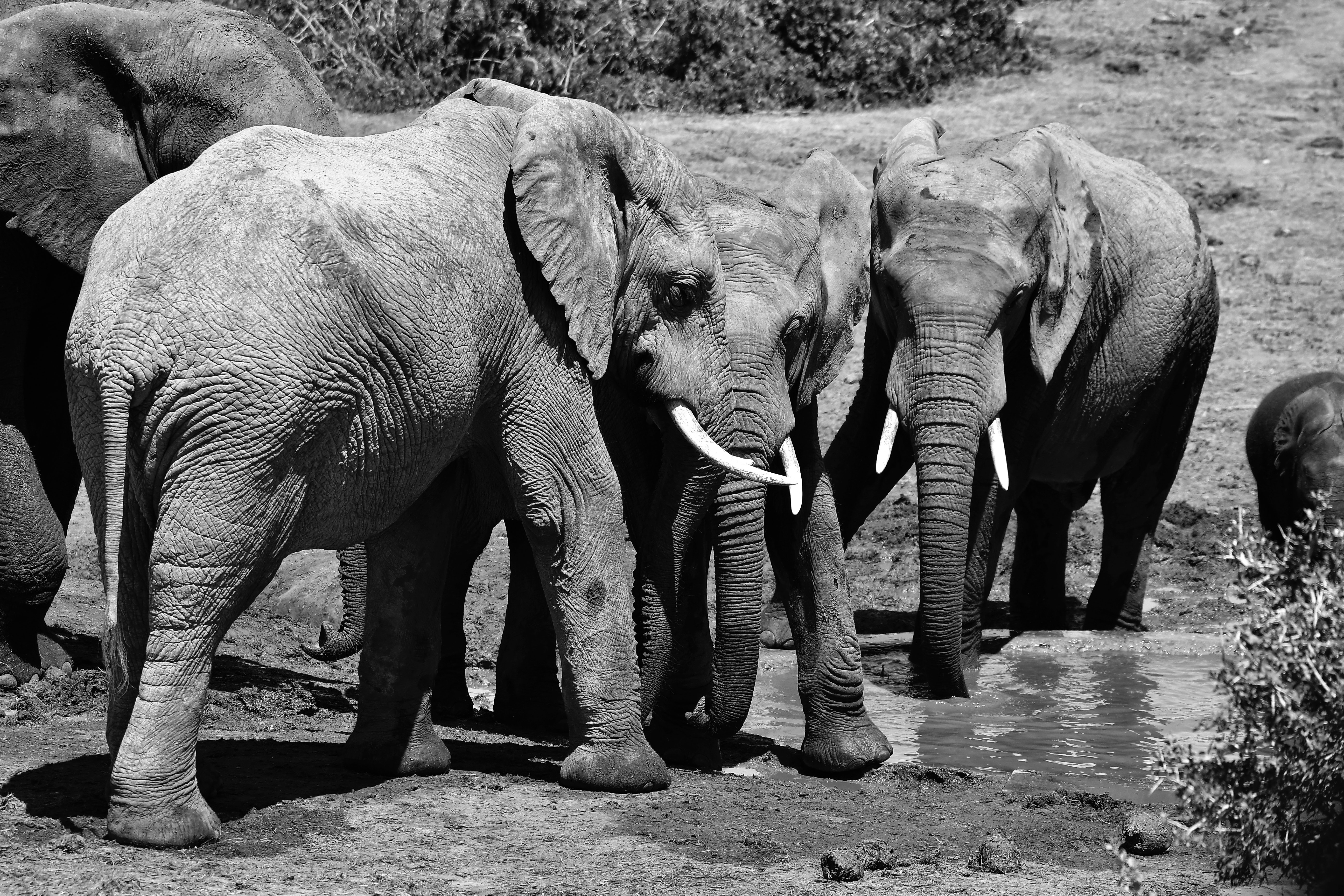 Grey Elephants Walking