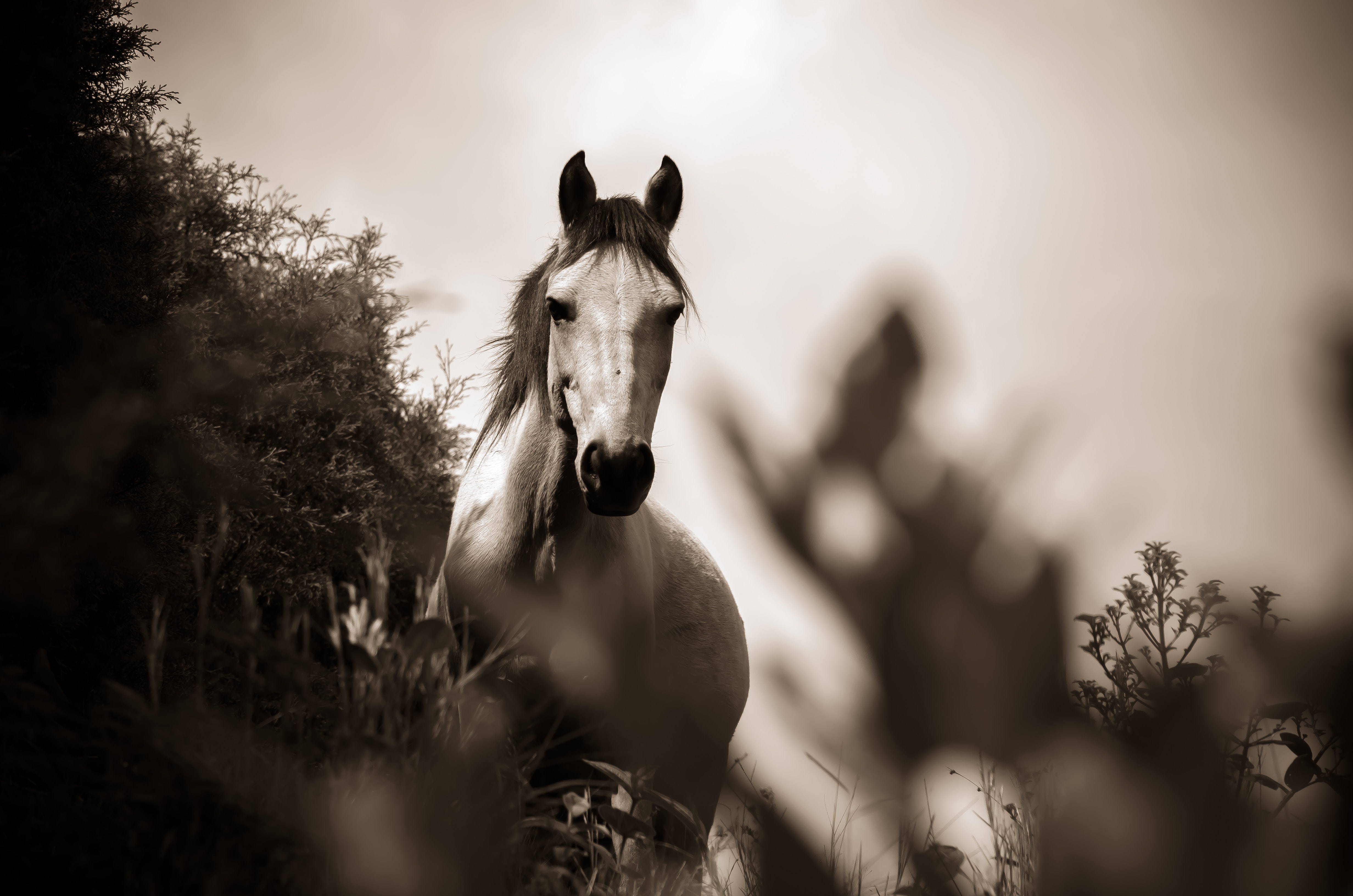 Horse Grayscale Photography