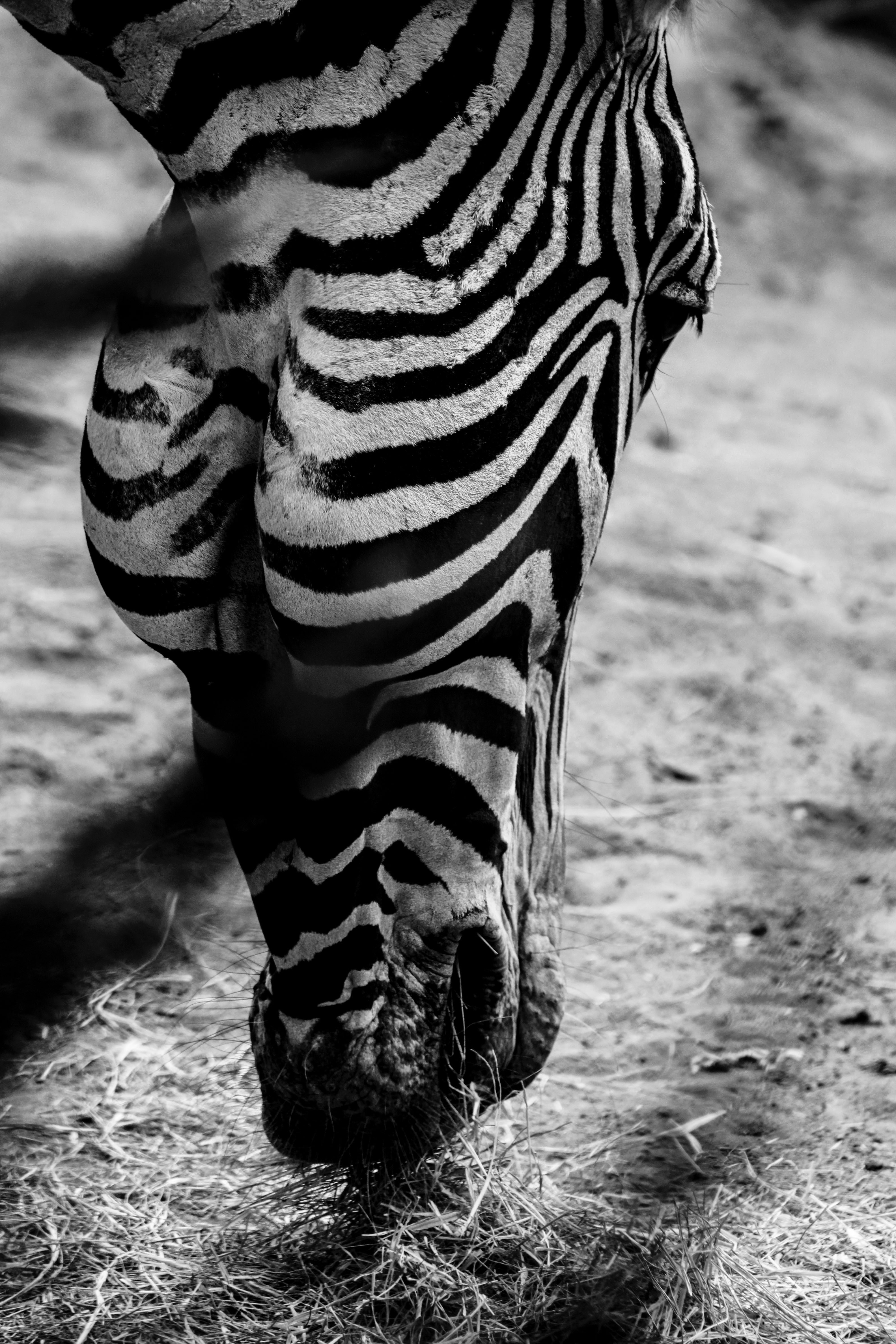 Grayscale photo of zebra's head