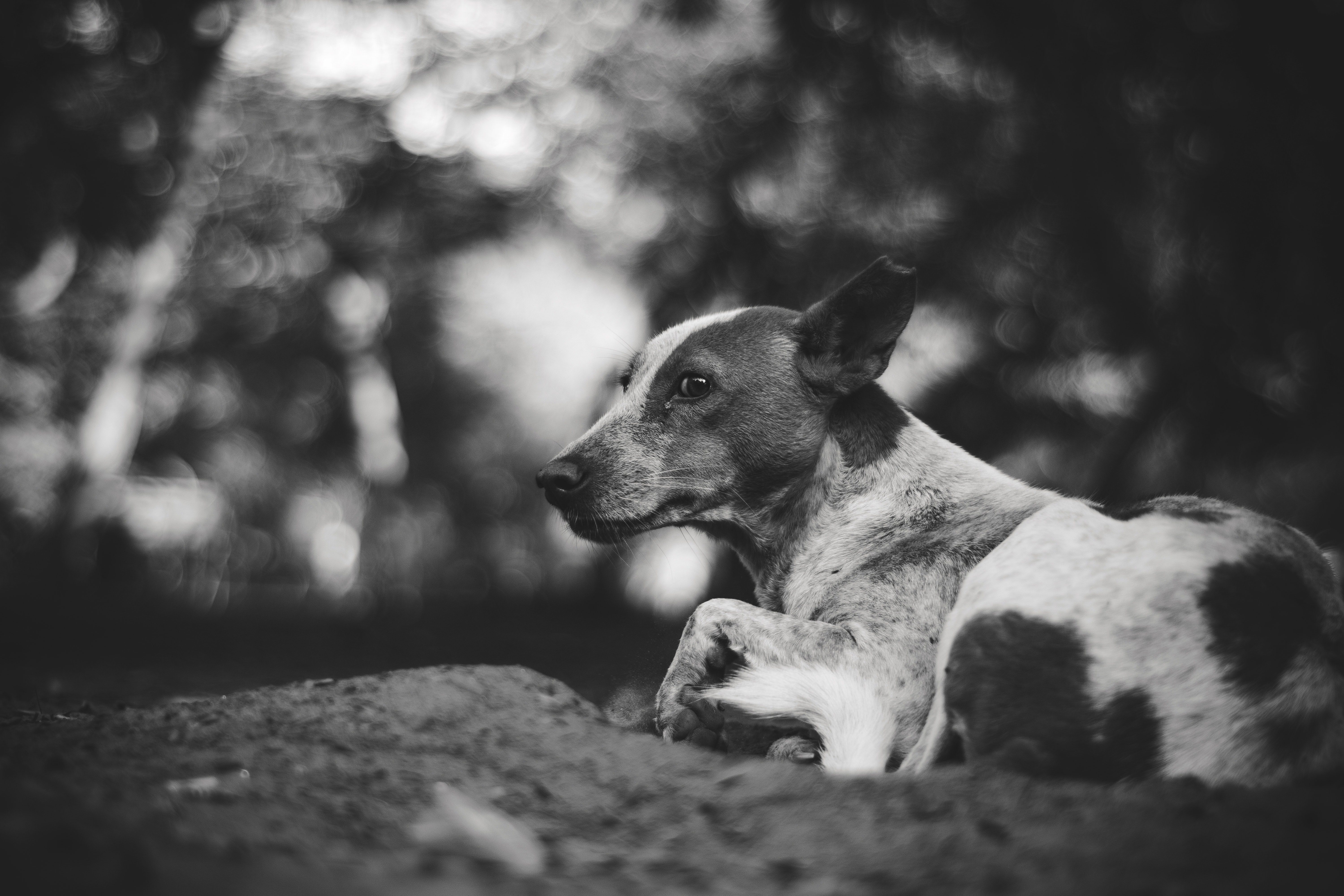 Grayscale Photography of Adult Short-coated Dog, Adorable, Fur, Sit, Purebred, HQ Photo
