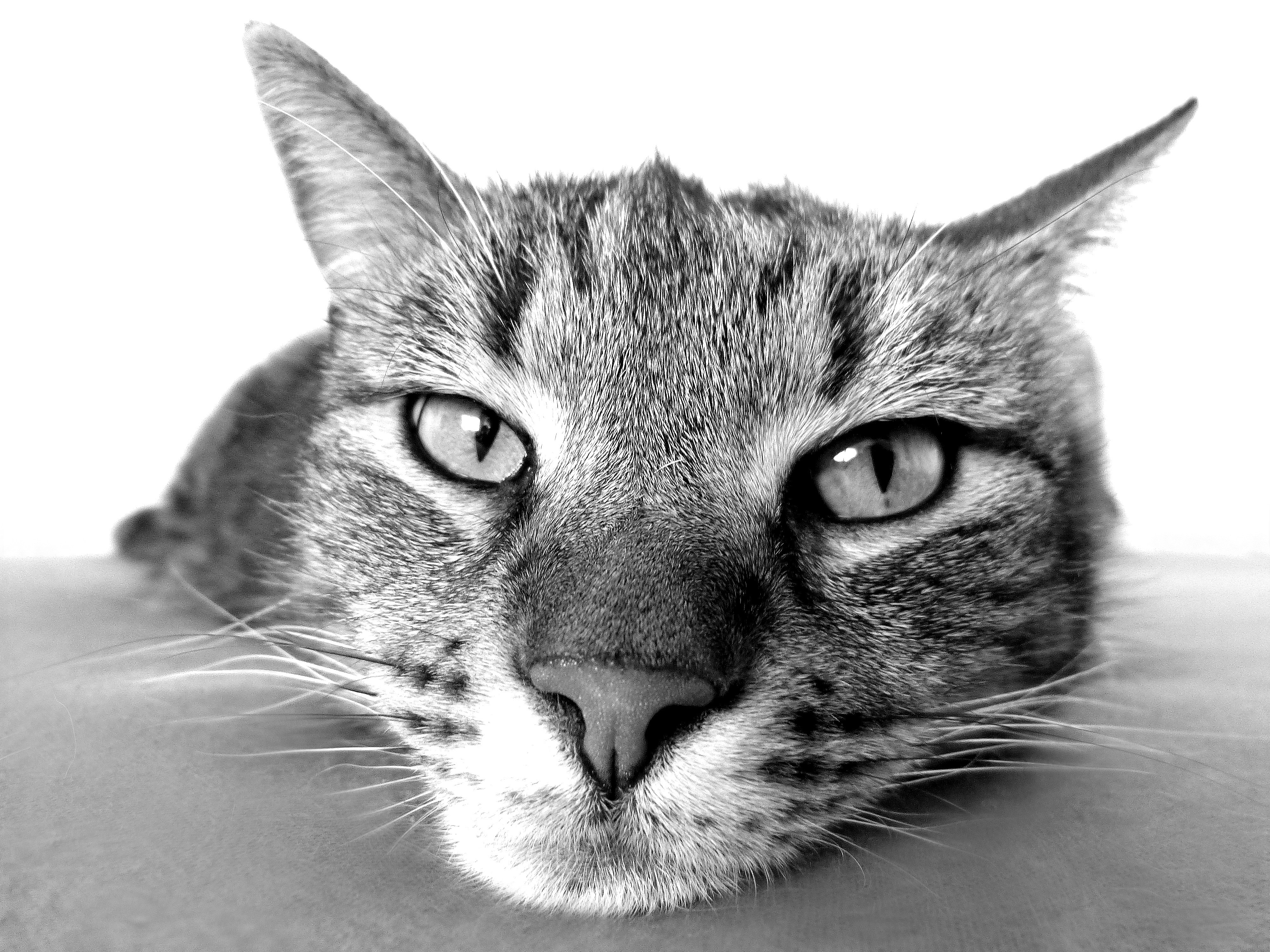 Grayscale Photography of Cat, Animal, Kitten, Tabby, Pet, HQ Photo