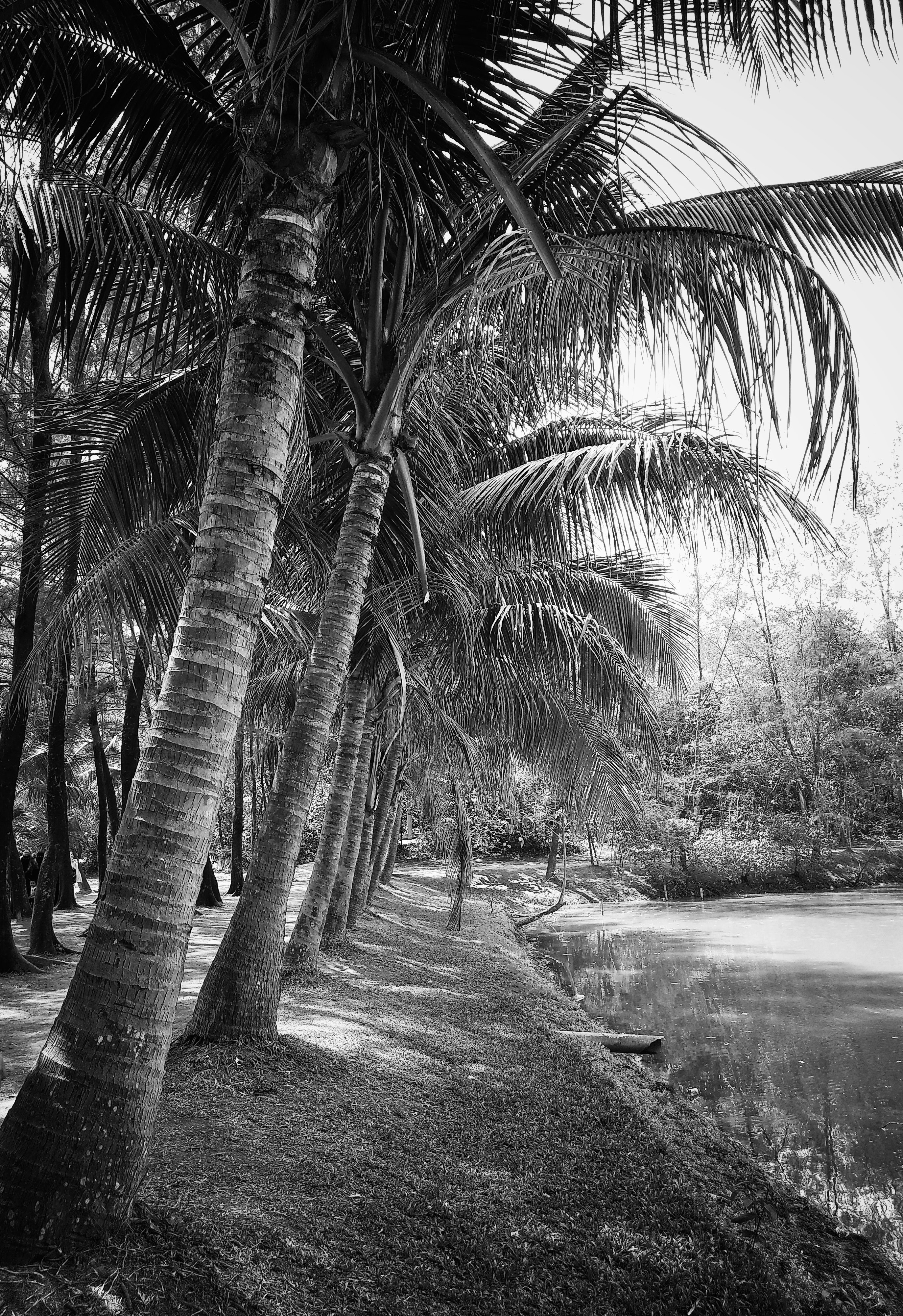 Grayscale photography of coconut trees beside body of water
