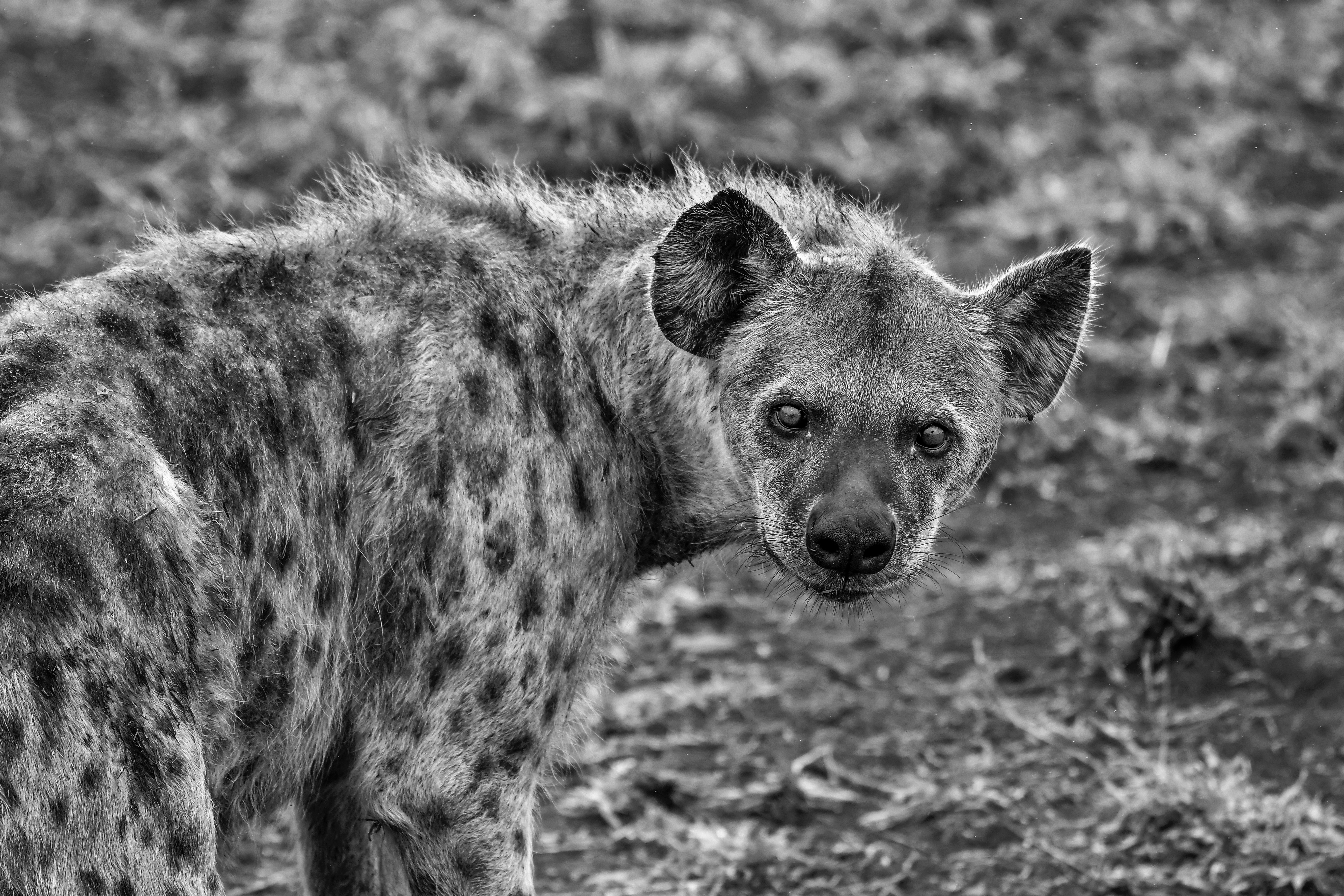 Grayscale photography of hyena