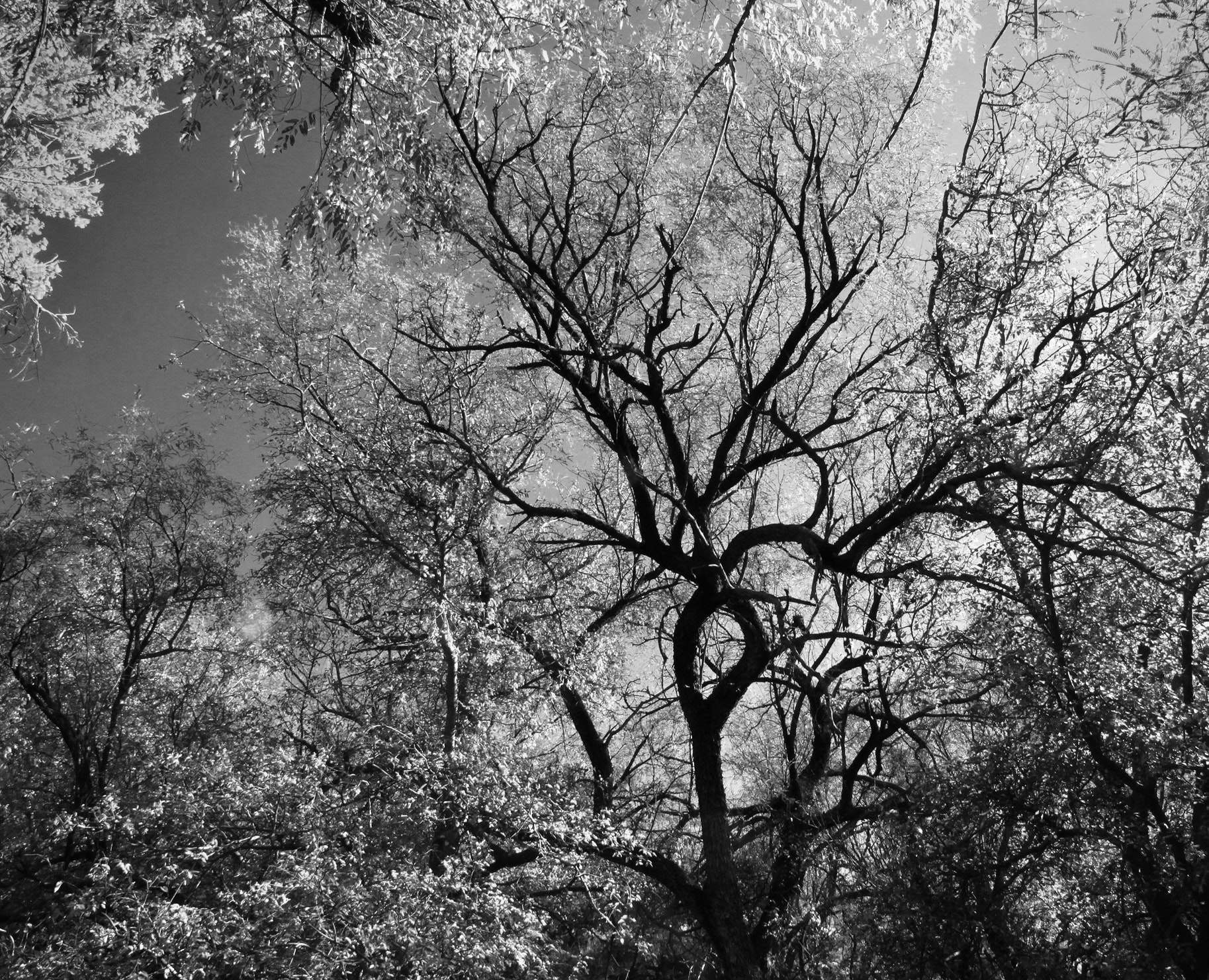 Grayscale photography of trees