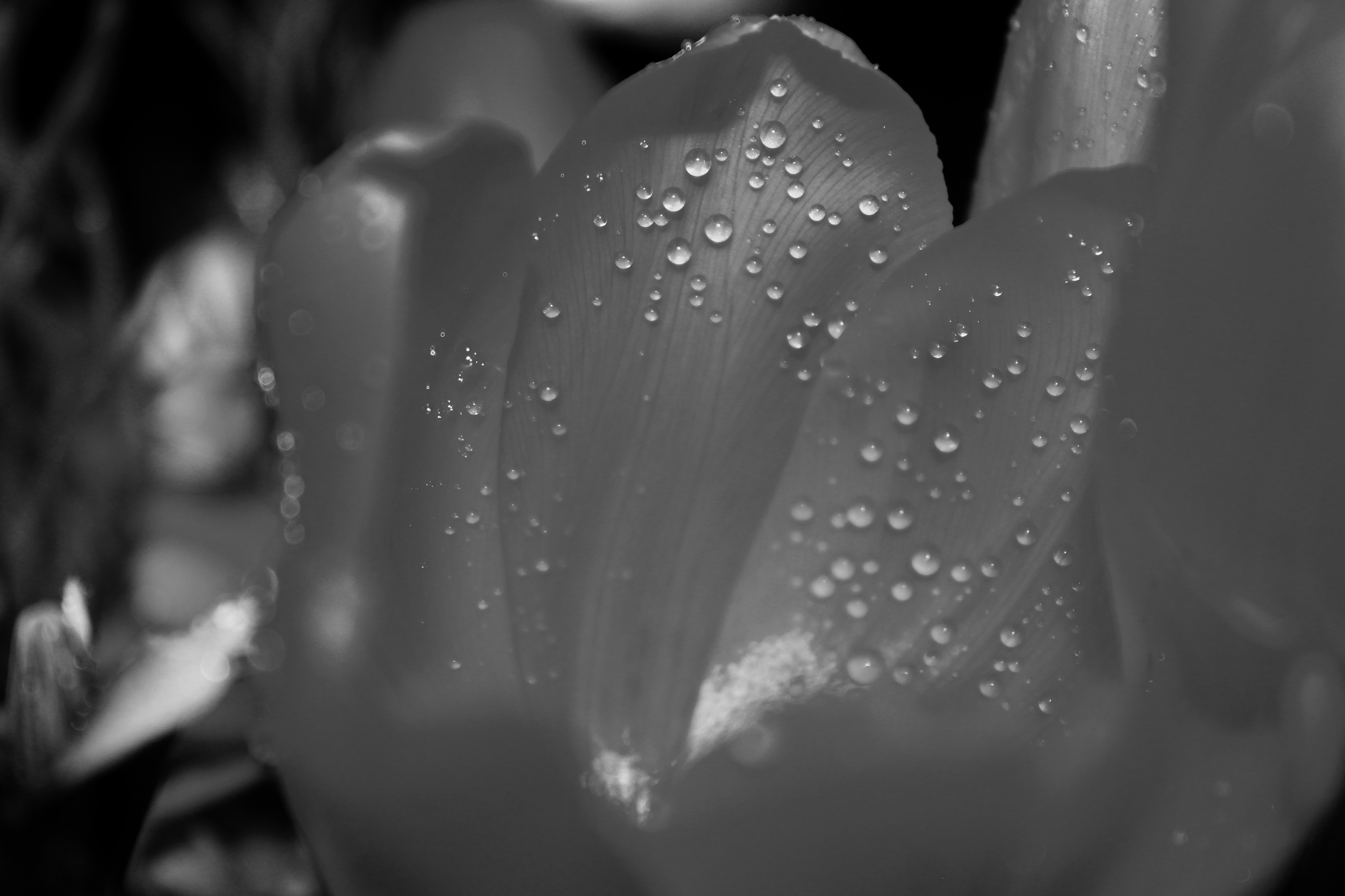 Grayscale white petaled flower with dew photo