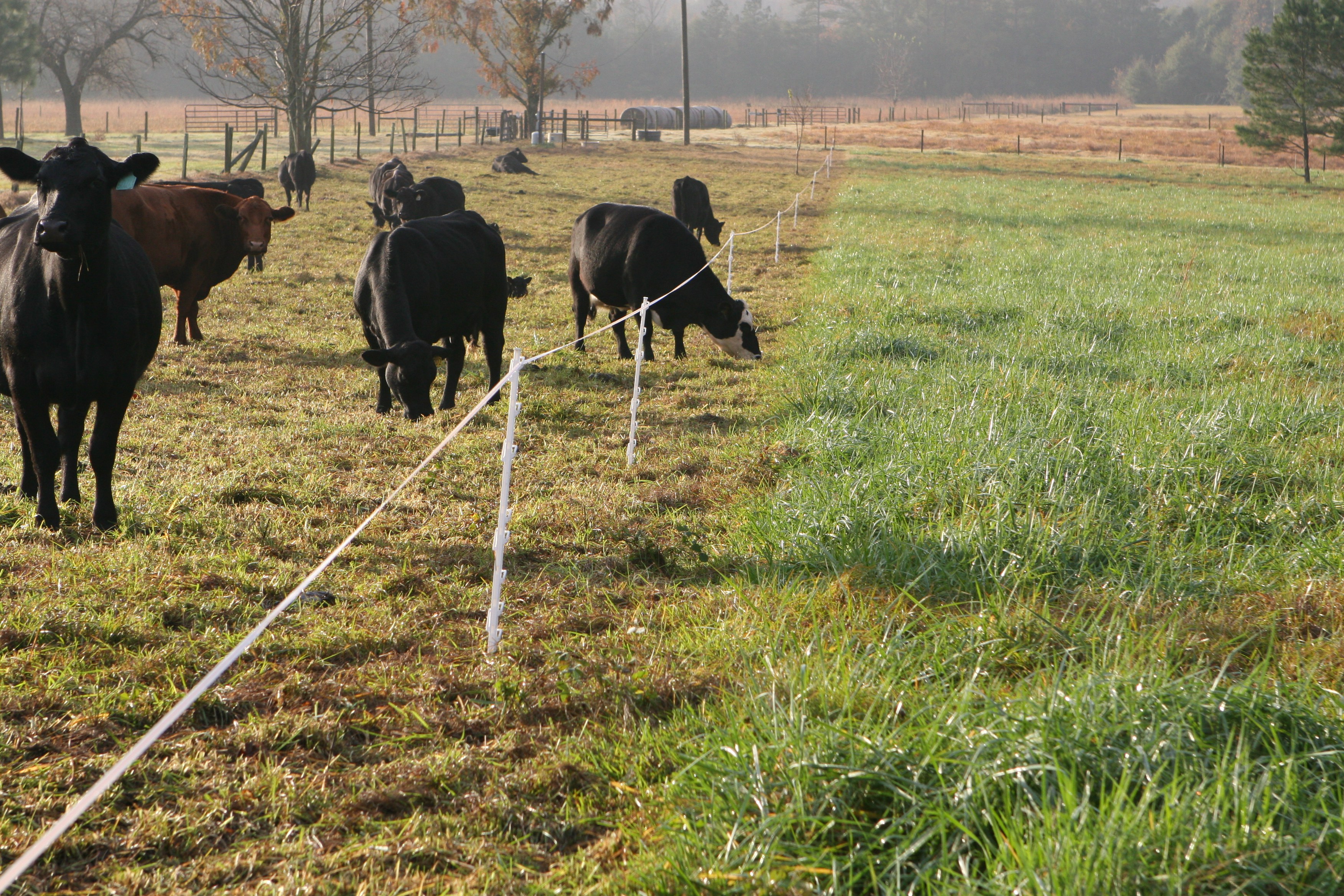 Strip Grazing Stockpiled Forages – On Pasture