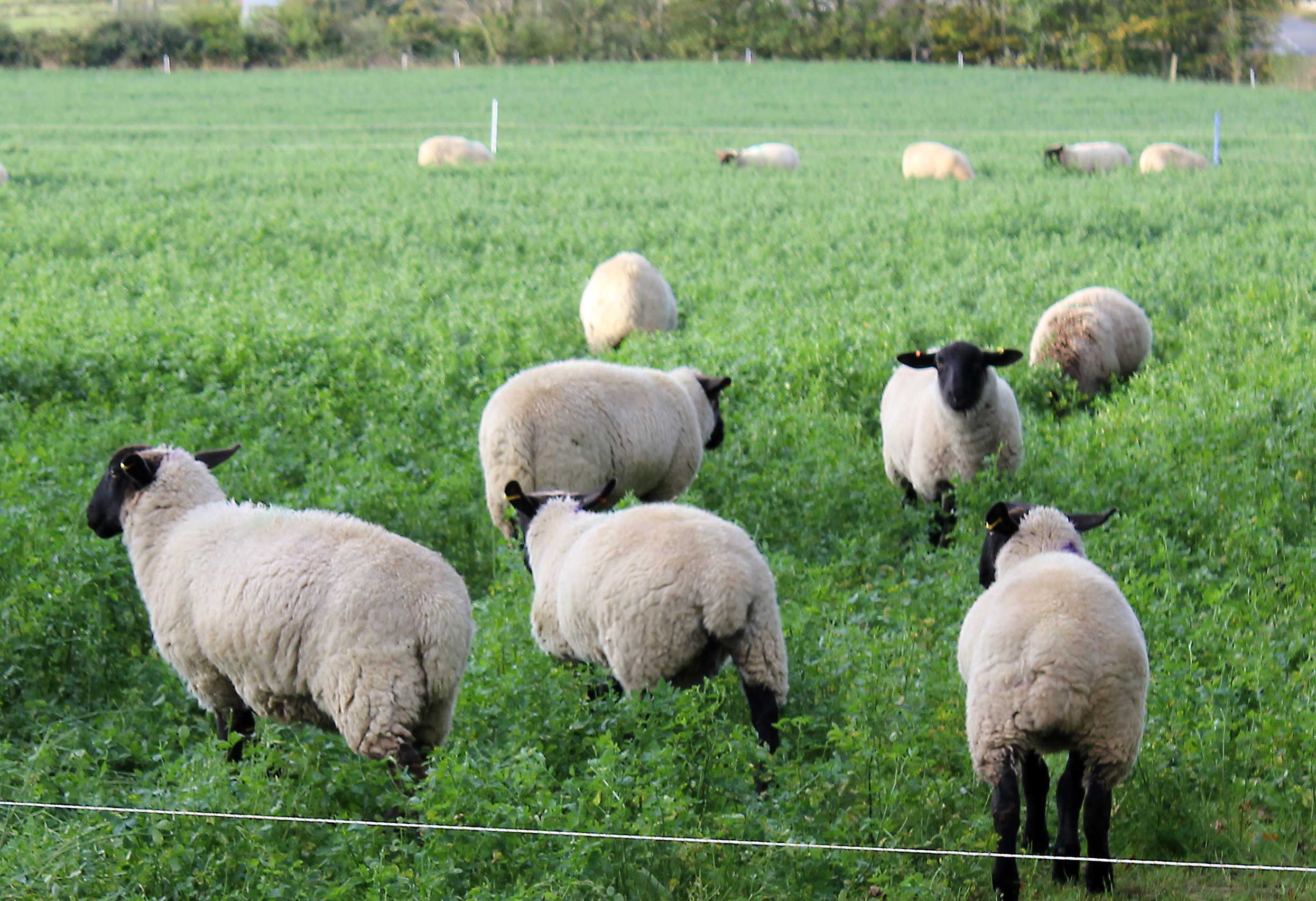 Grazing Lucerne in Autumn with Sheep | Cotswold Grass Seeds Direct