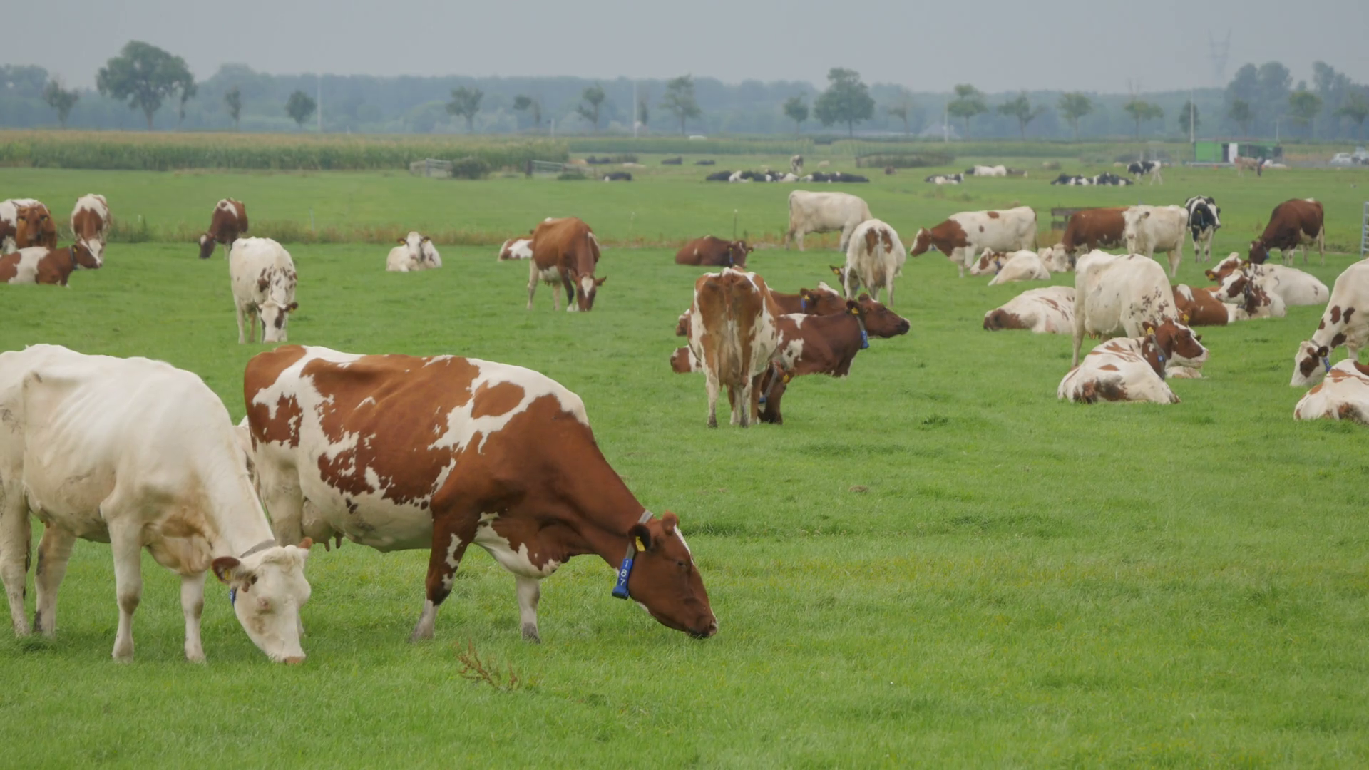 Cows grazing in polder fields,Noord Holland,Netherlands Stock Video ...