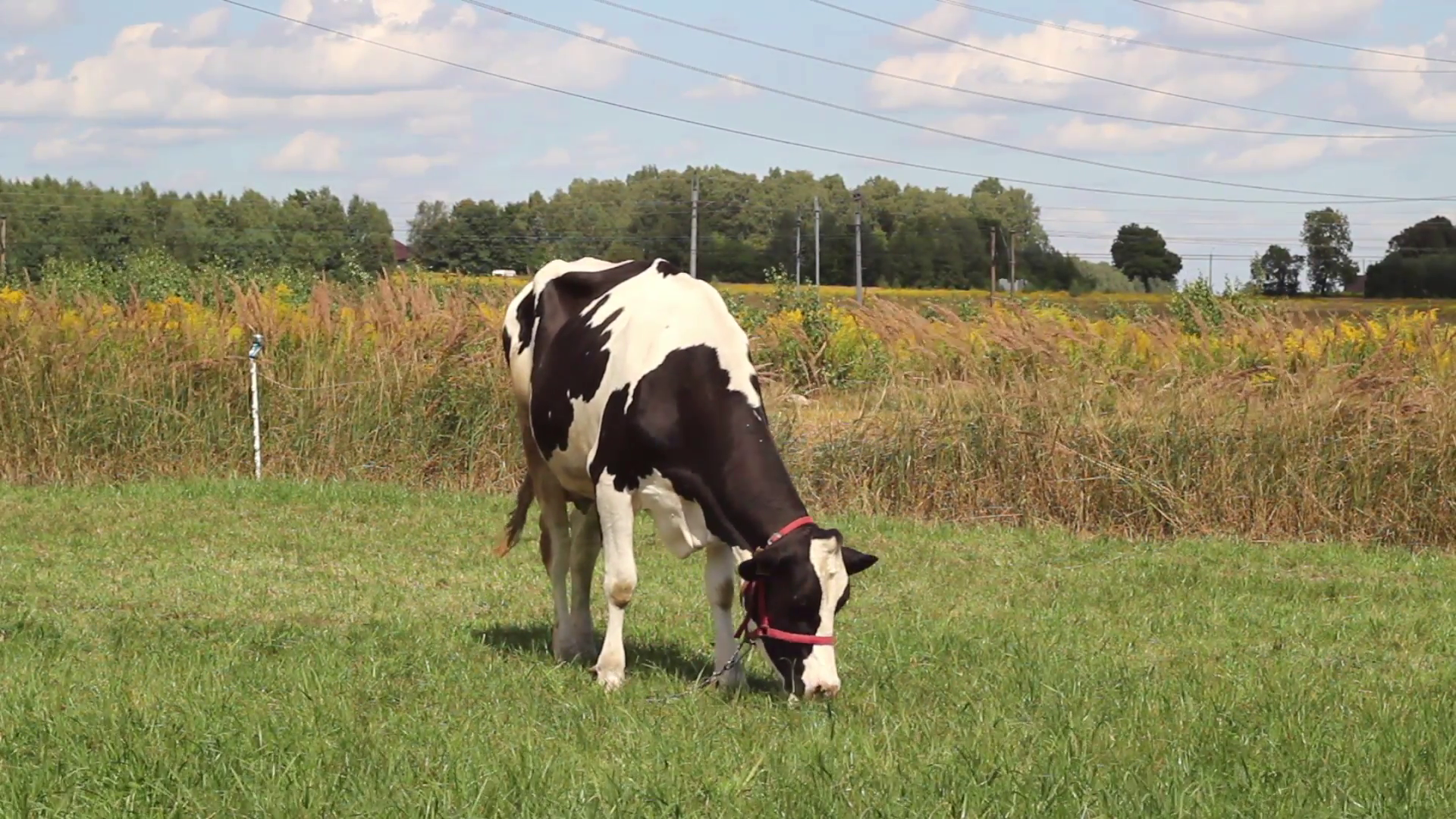 Grazing cow in a green meadow. Stock Video Footage - VideoBlocks