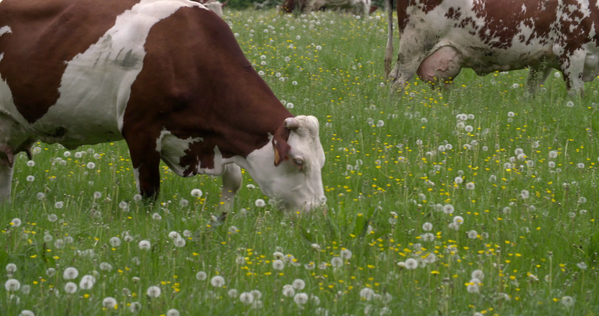 Grazing cow medium in a meadow with blooming butterflies and ...