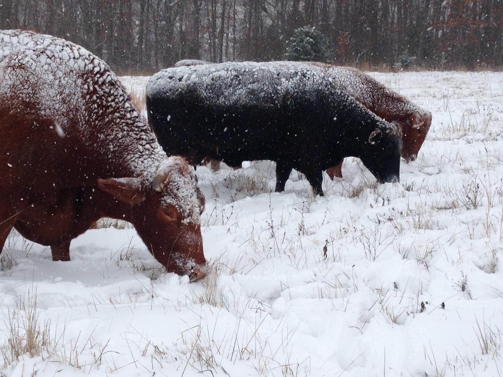 Mob Grazing in the Winter | PasturePro