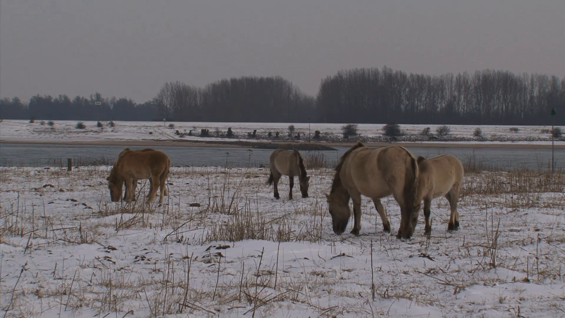 herd of konik horses graze in snow covered river landscape - river ...