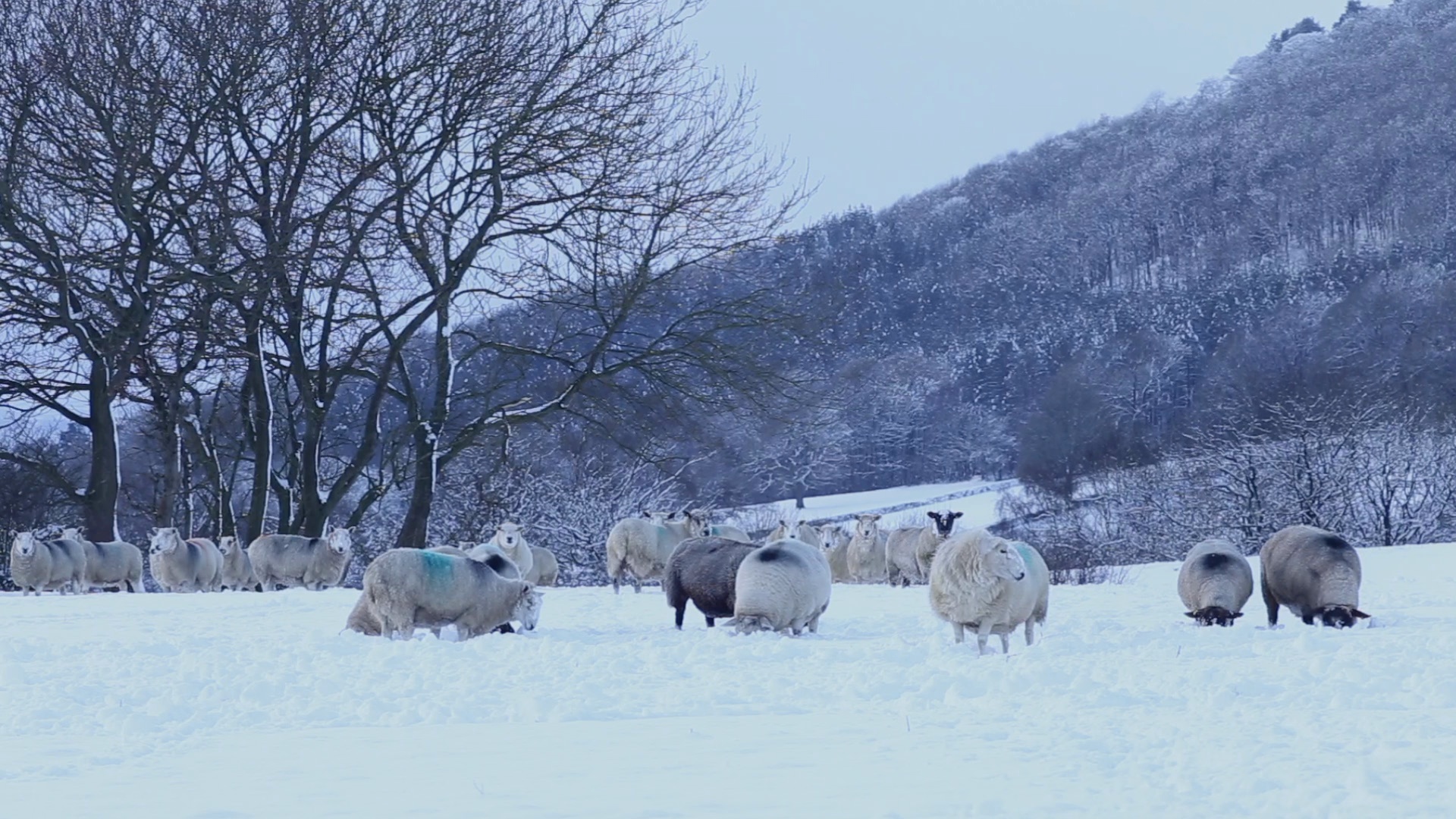 Grazing Sheep in Snow ~ Stock Video #84553650 | Pond5