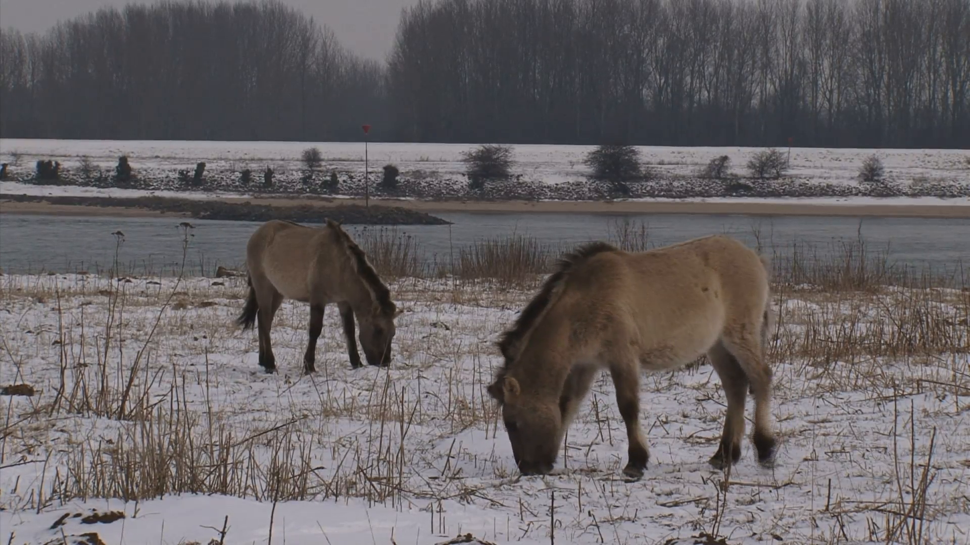 konik horses 2-shot grazing in snow covered river foreland - river ...
