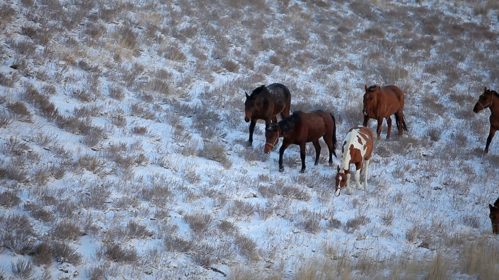 Spotted Brown Horses Grazing in snow Field Stock Video Footage ...