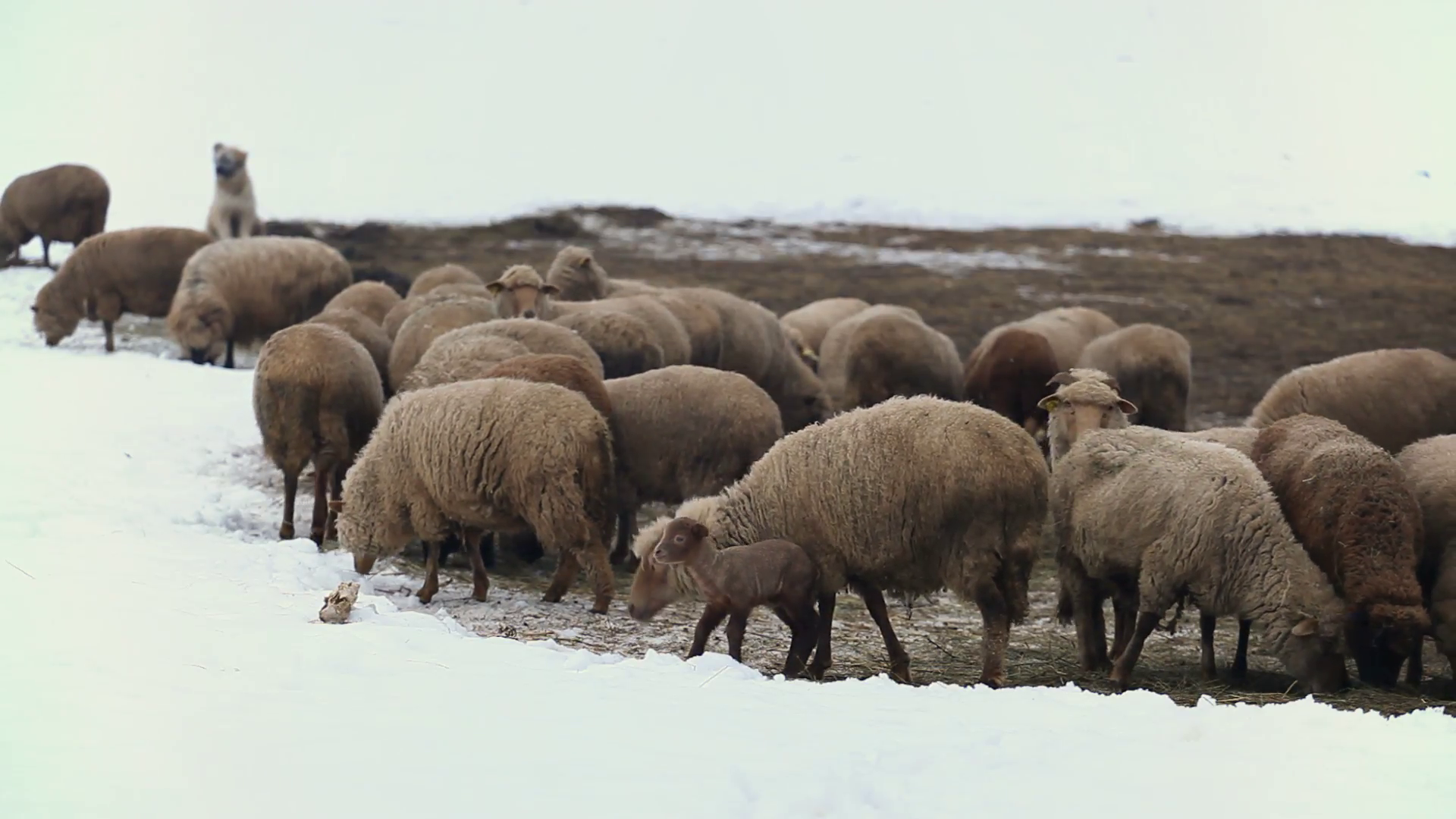 Winter Season, Herd Of Sheep and Lamb Grazing In A Snow Field, Group ...