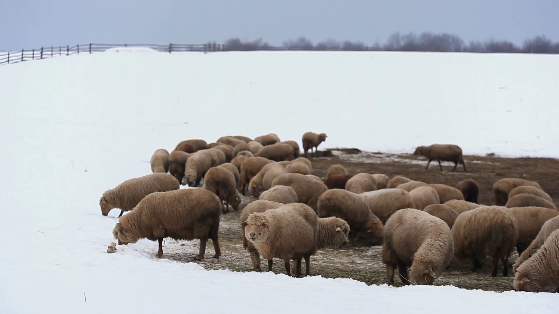 Winter Season, Herd Of Sheep and Lamb Grazing In A Snow Field, Group ...