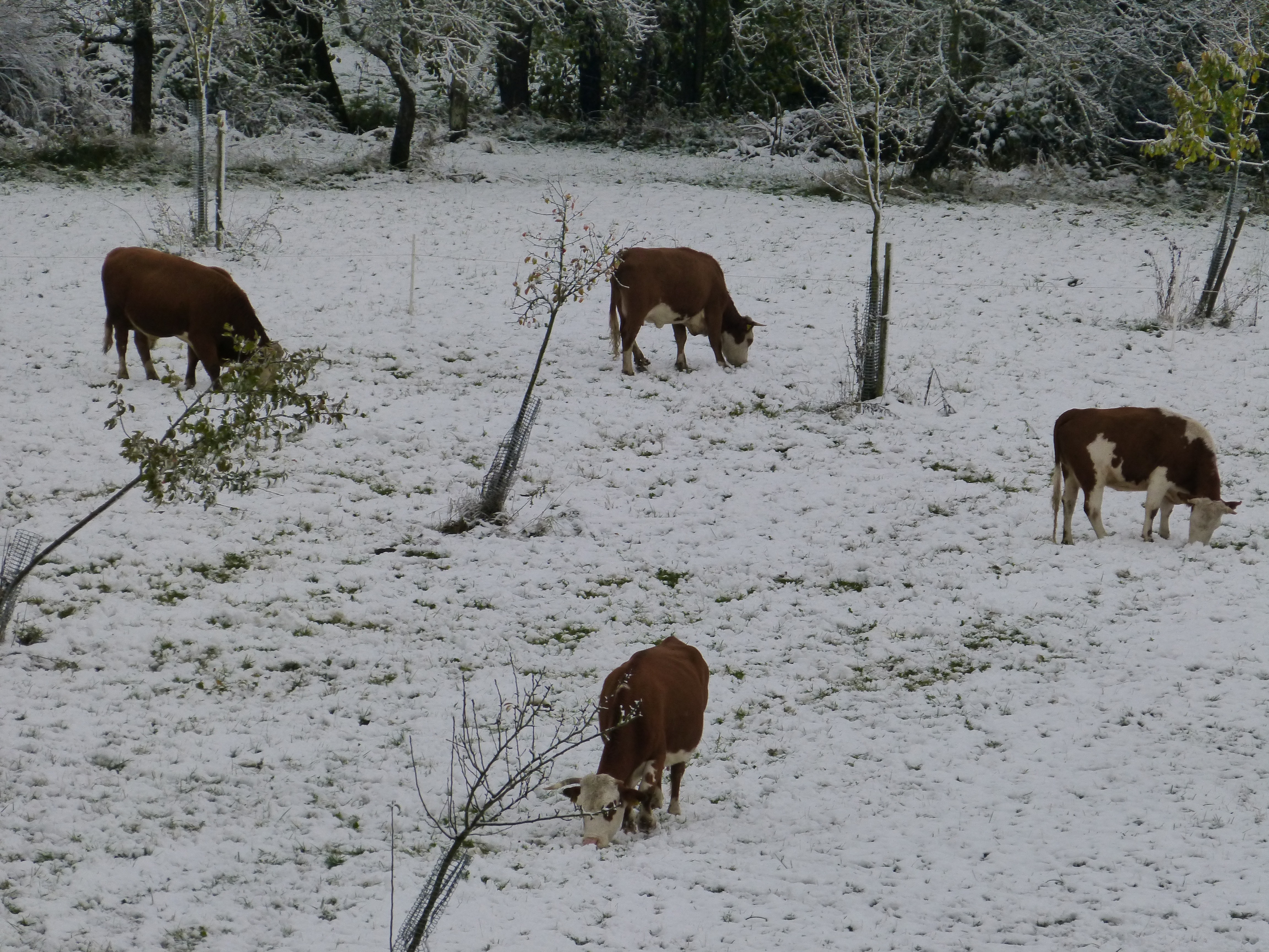 Free Images : snow, cold, winter, wildlife, deer, herd, pasture ...