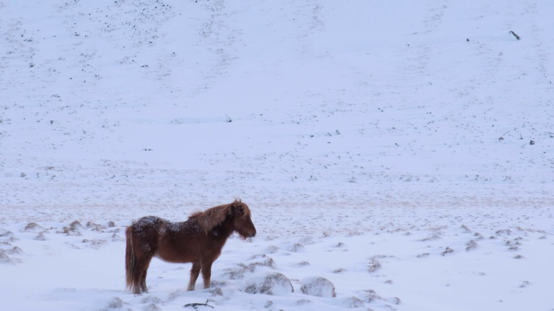 Typical Icelandic hairy horse grazing in snow blizzard. Iceland ...