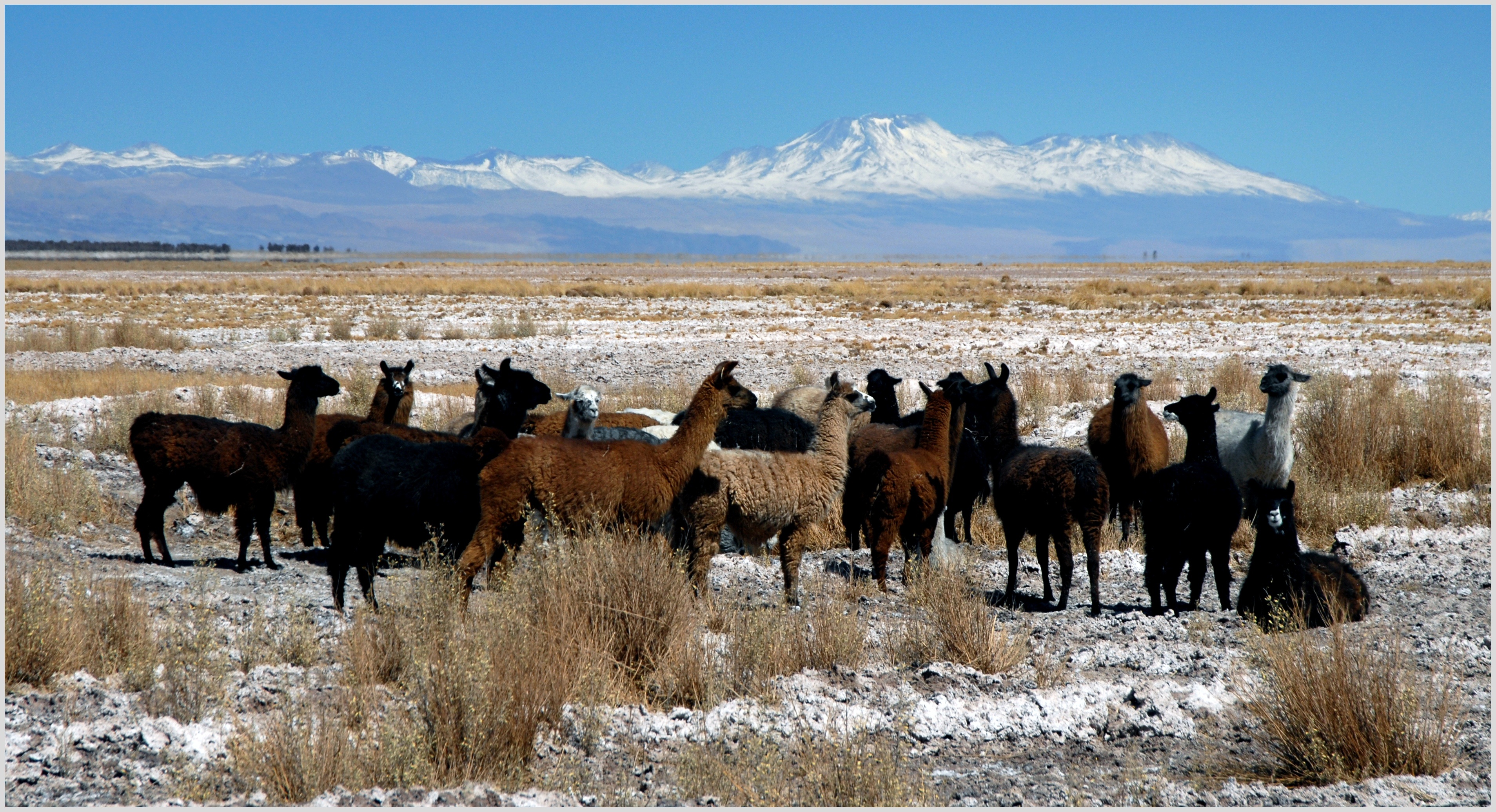 Free Images : landscape, snow, winter, herd, pasture, grazing ...