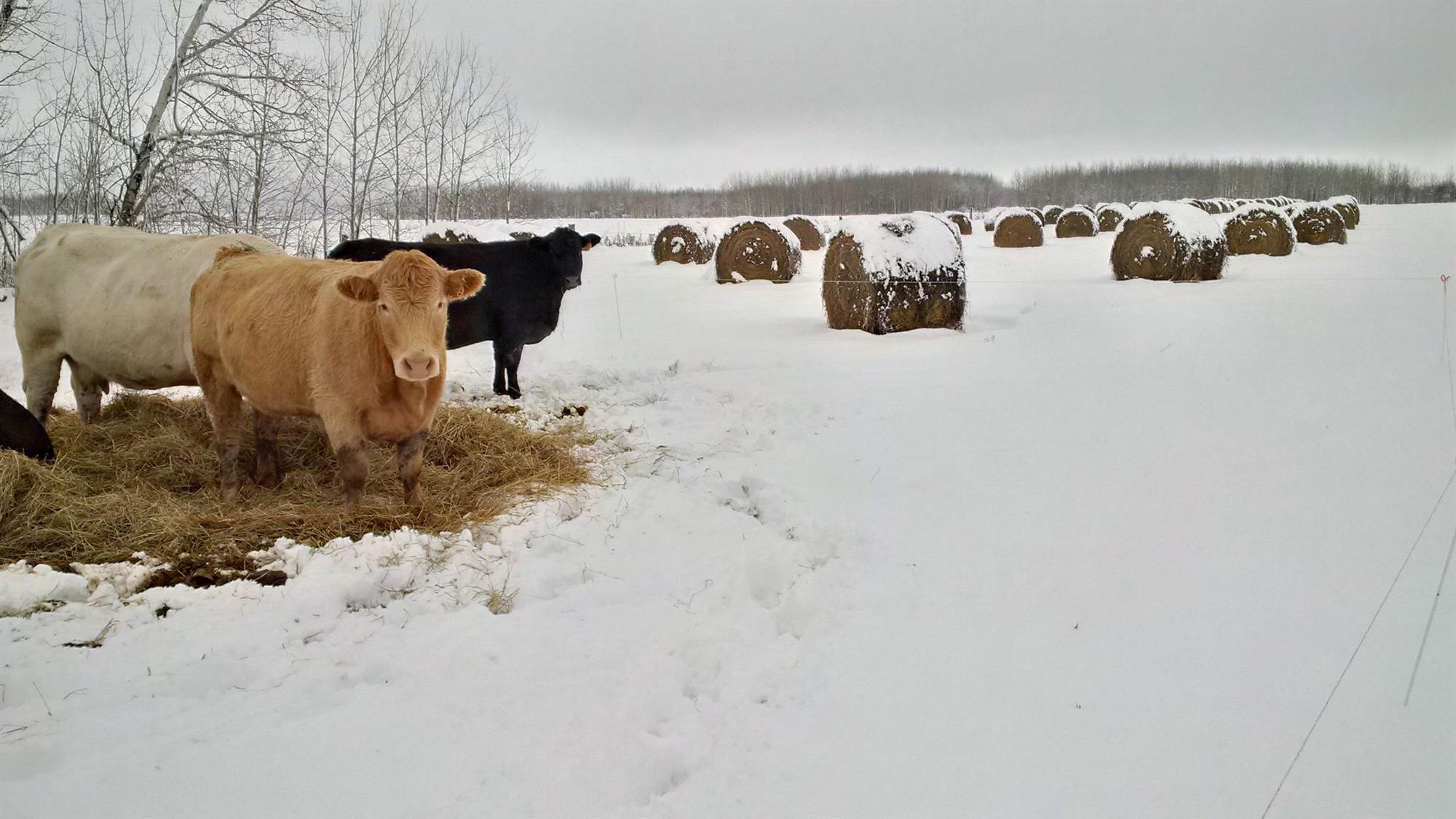 Blog Post | Extending the Grazing Scene this Fall and Winter