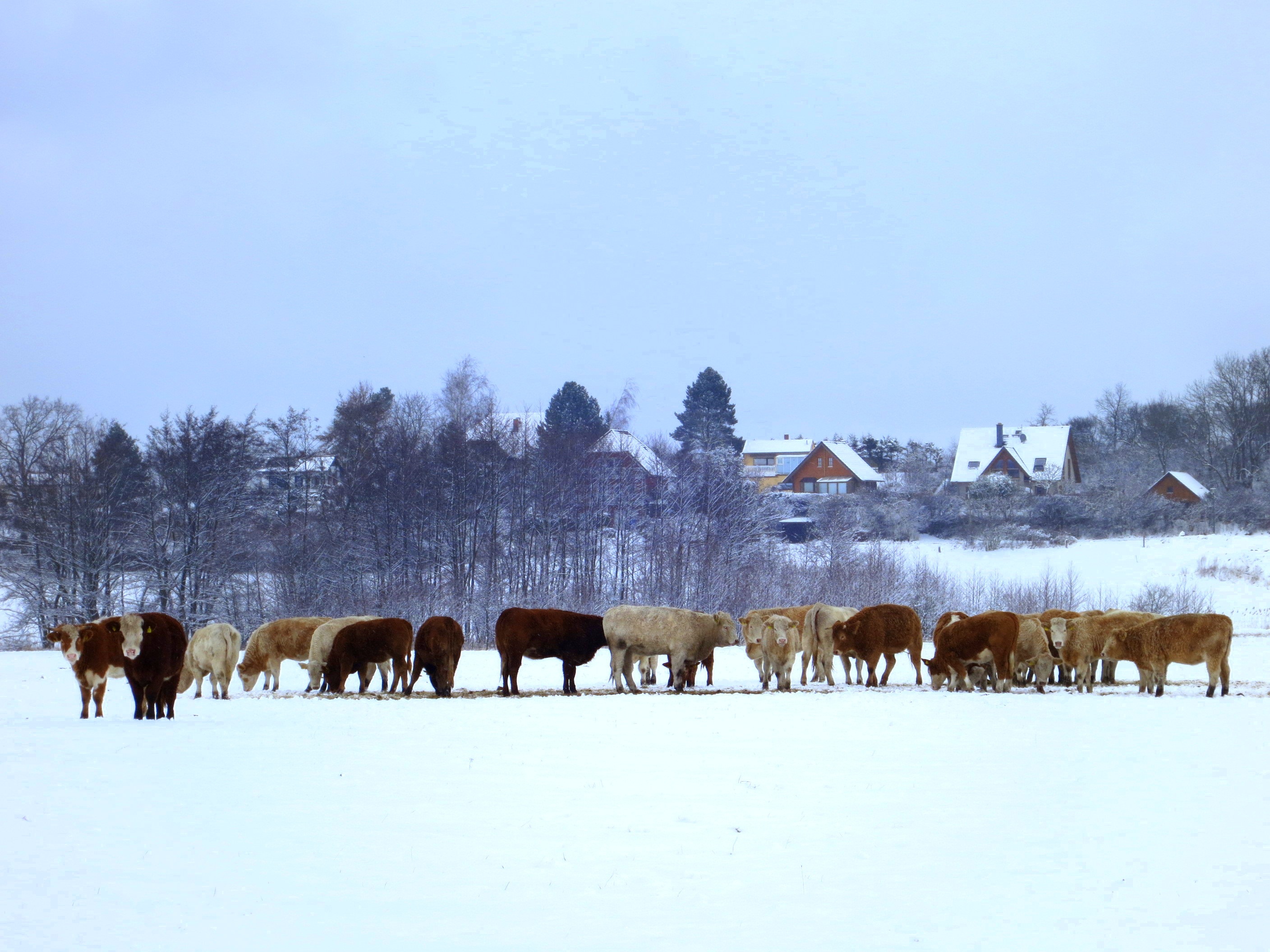Free Images : snow, winter, meadow, pasture, livestock, weather ...