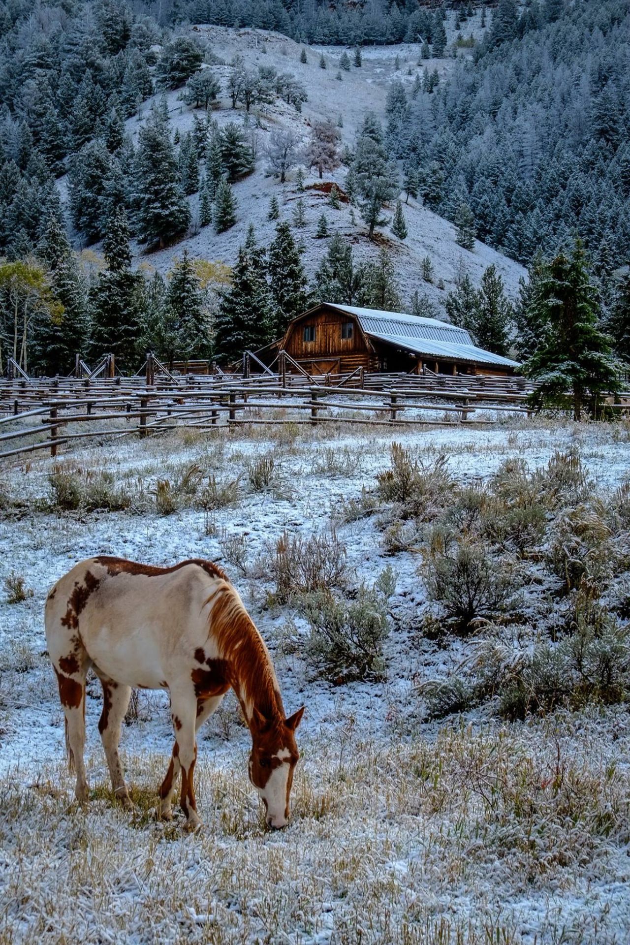 Paint horse grazing in the wide open mountain plains. Beautiful snow ...