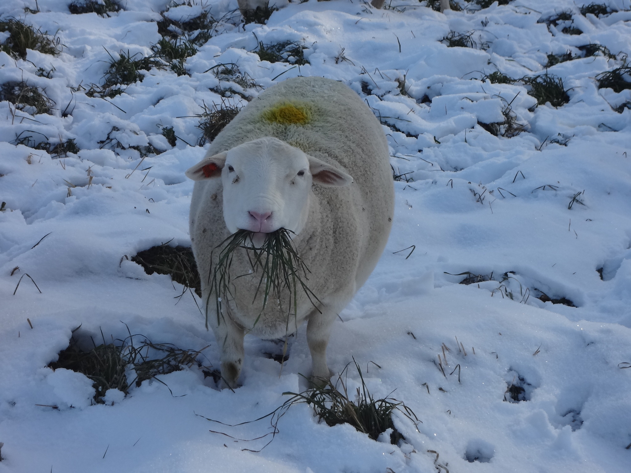 Considerations for Winter Grazing Your Sheep | Cornell Small Farms ...