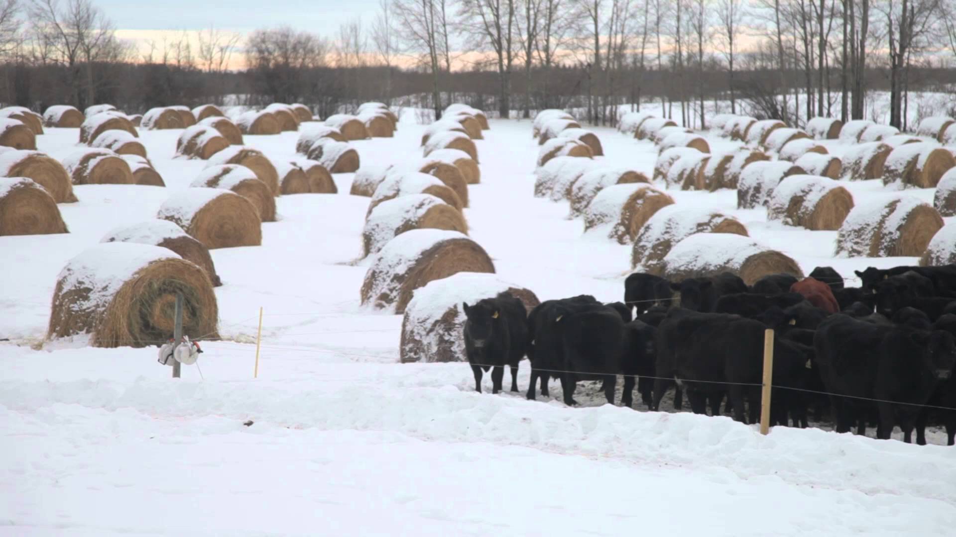 Winter Grazing Systems: Grounding Fencing Systems - YouTube