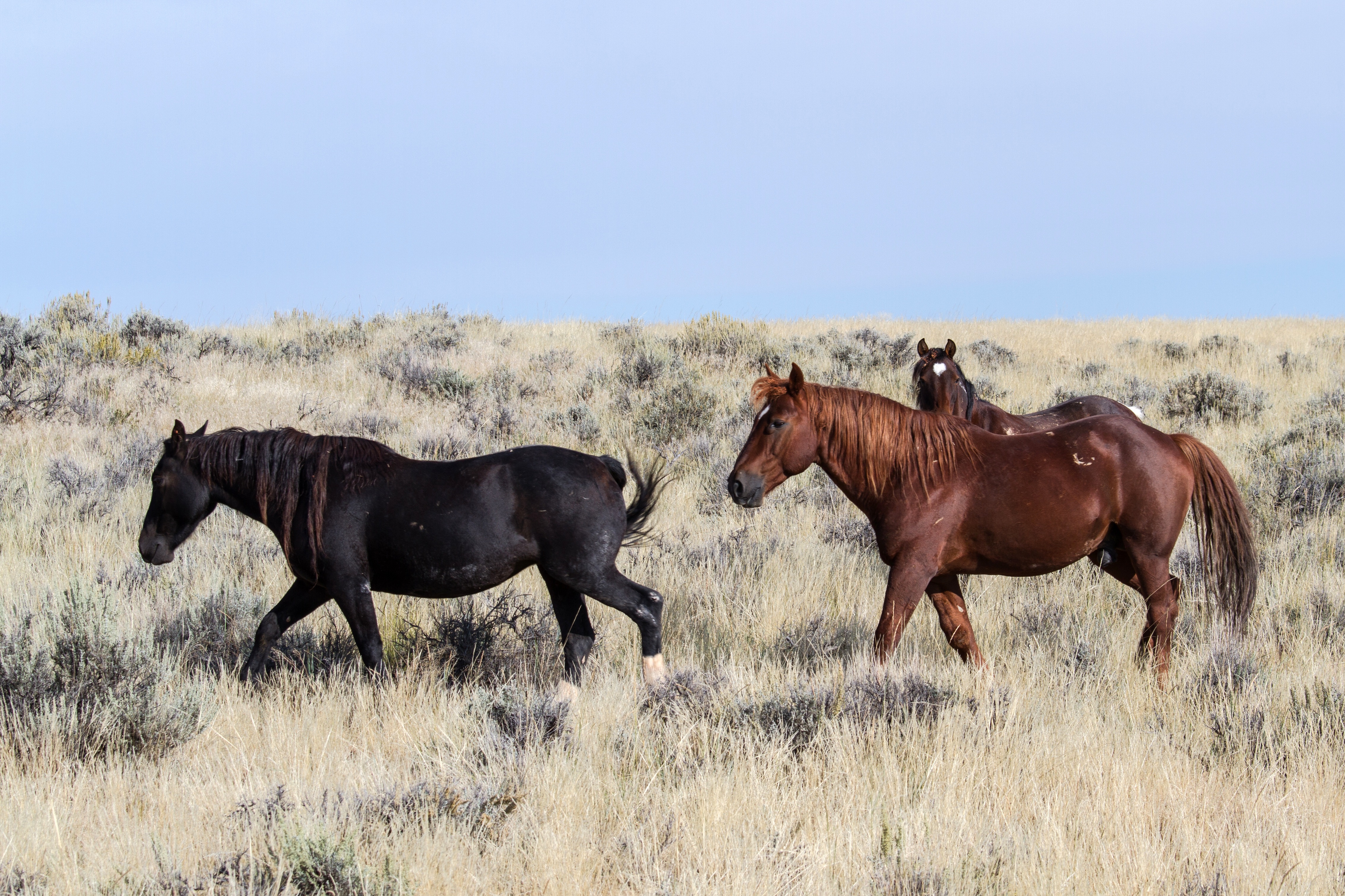 Free Images : prairie, wildlife, herd, pasture, grazing, stallion ...