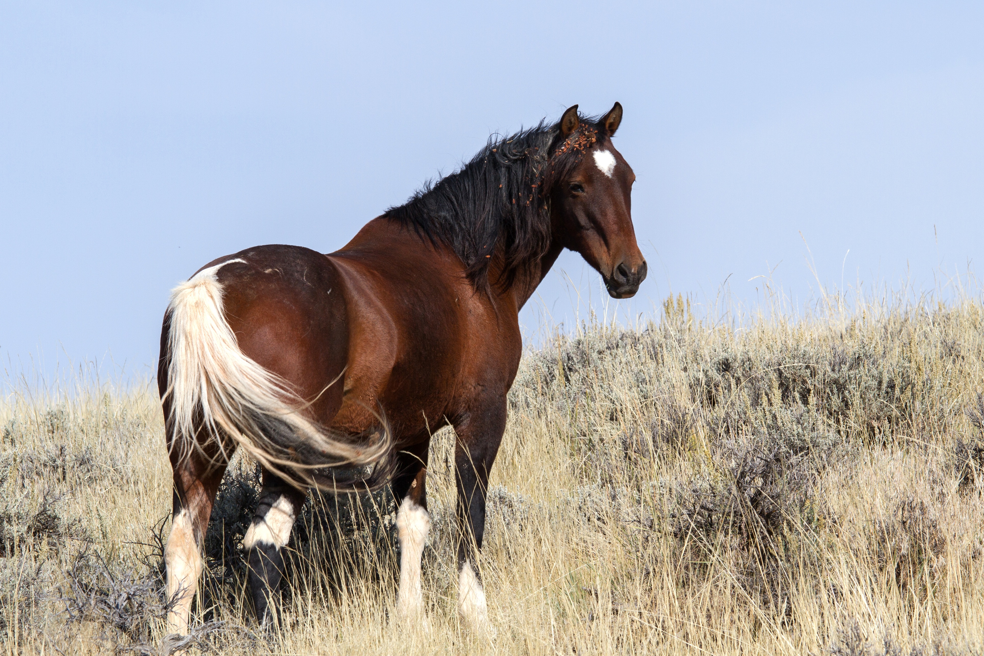 Free Images : meadow, prairie, herd, pasture, grazing, stallion ...