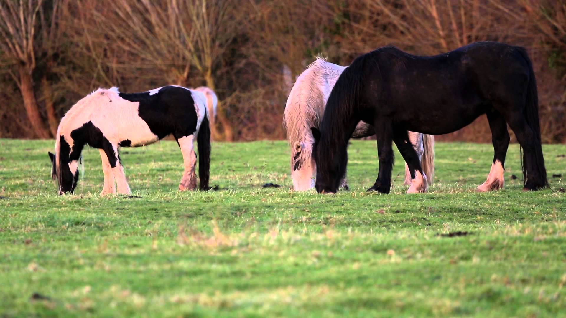 Horses Grazing - Free Stock Video Footage - YouTube
